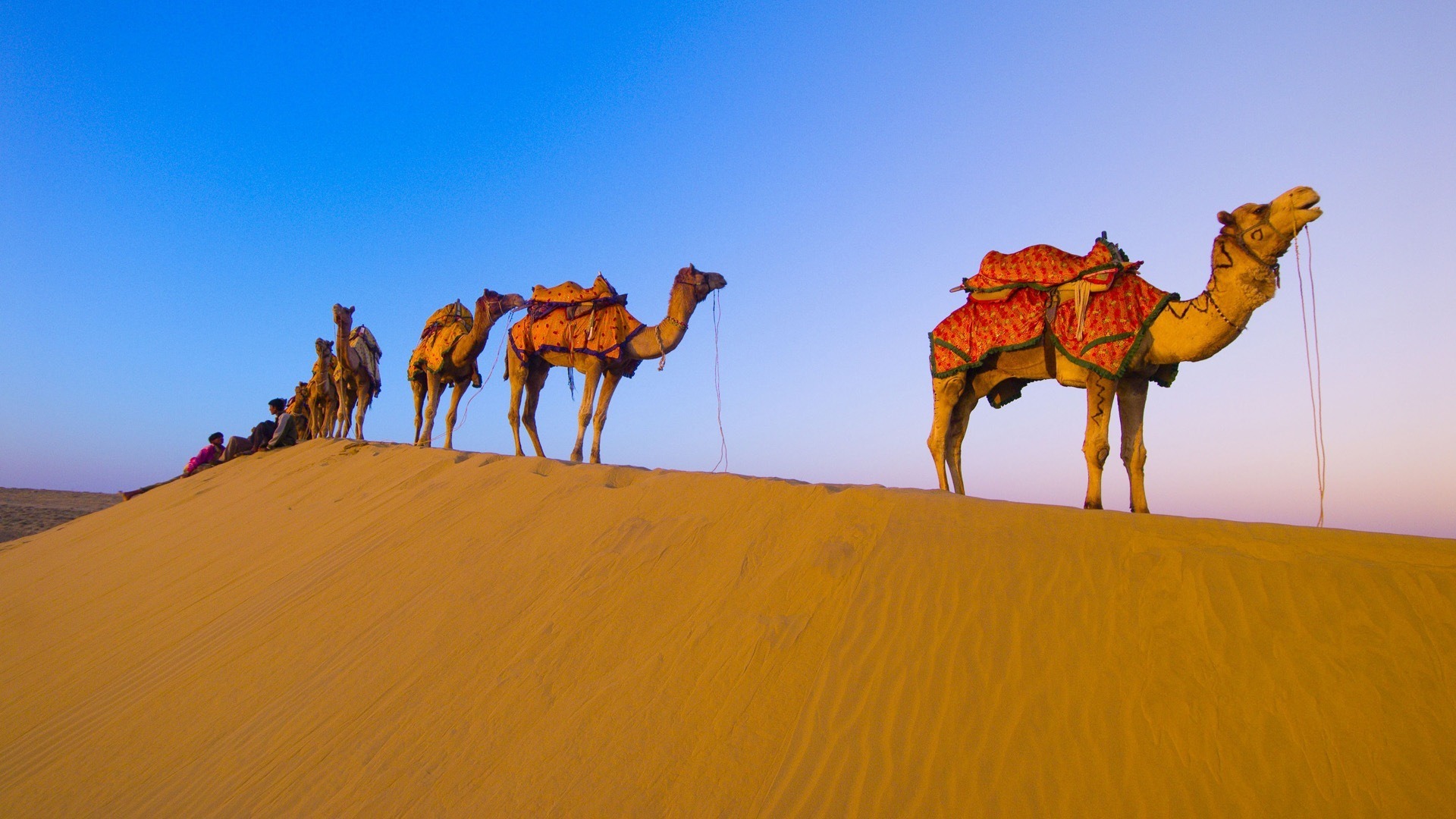 254119 Bild herunterladen tiere, kamel - Hintergrundbilder und Bildschirmschoner kostenlos