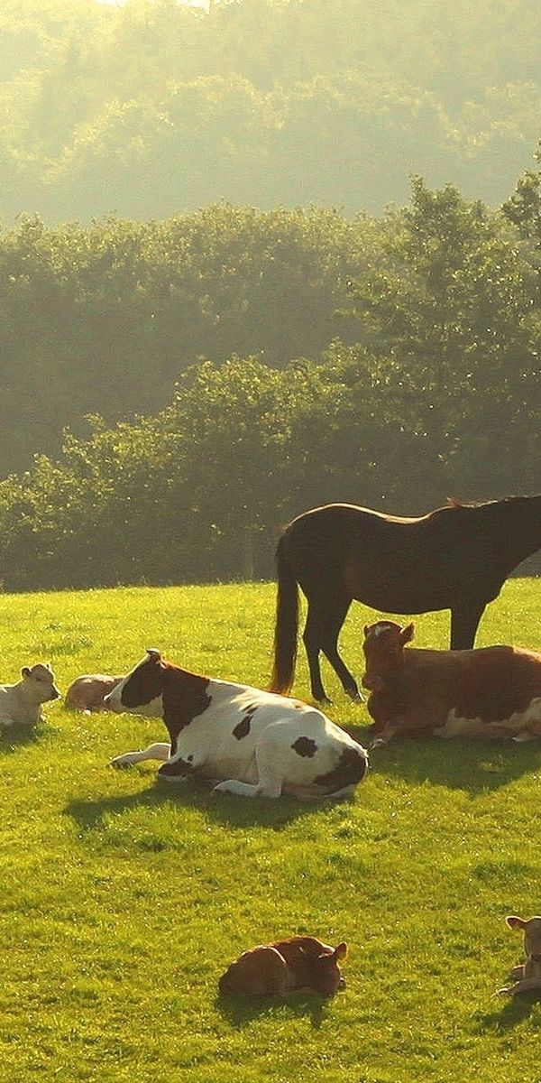 Коров лошадок. Корова и лошадь. Корова трава. Коровы на лугу. Табун коров и лошадь.