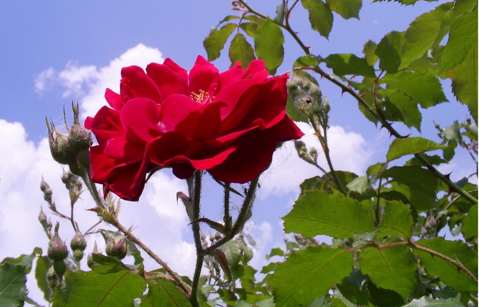 Скачать картинку Растения, Розы, Цветы в телефон бесплатно.