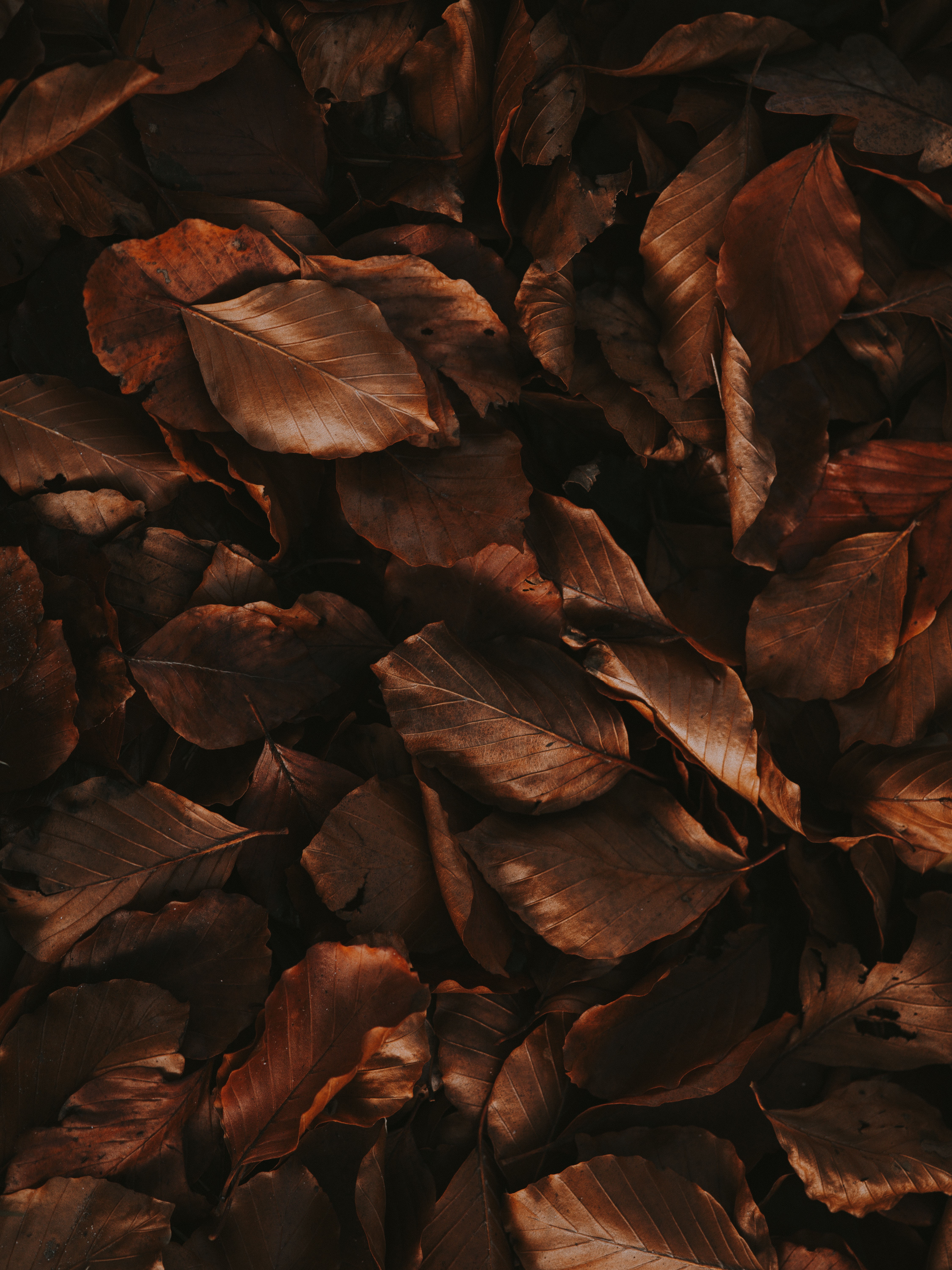 91409 скачать обои коричневый, осень, листва, сухой, природа, листья - заставки и картинки бесплатно