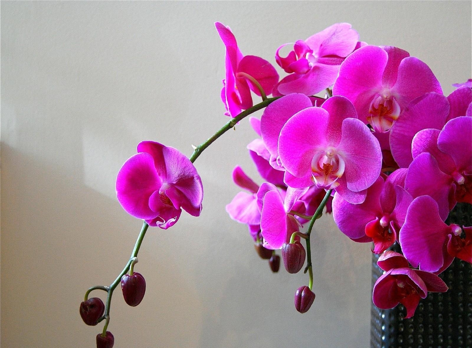 154581 télécharger le fond d'écran branche, vase, fleurs, brillant, orchidées - économiseurs d'écran et images gratuitement