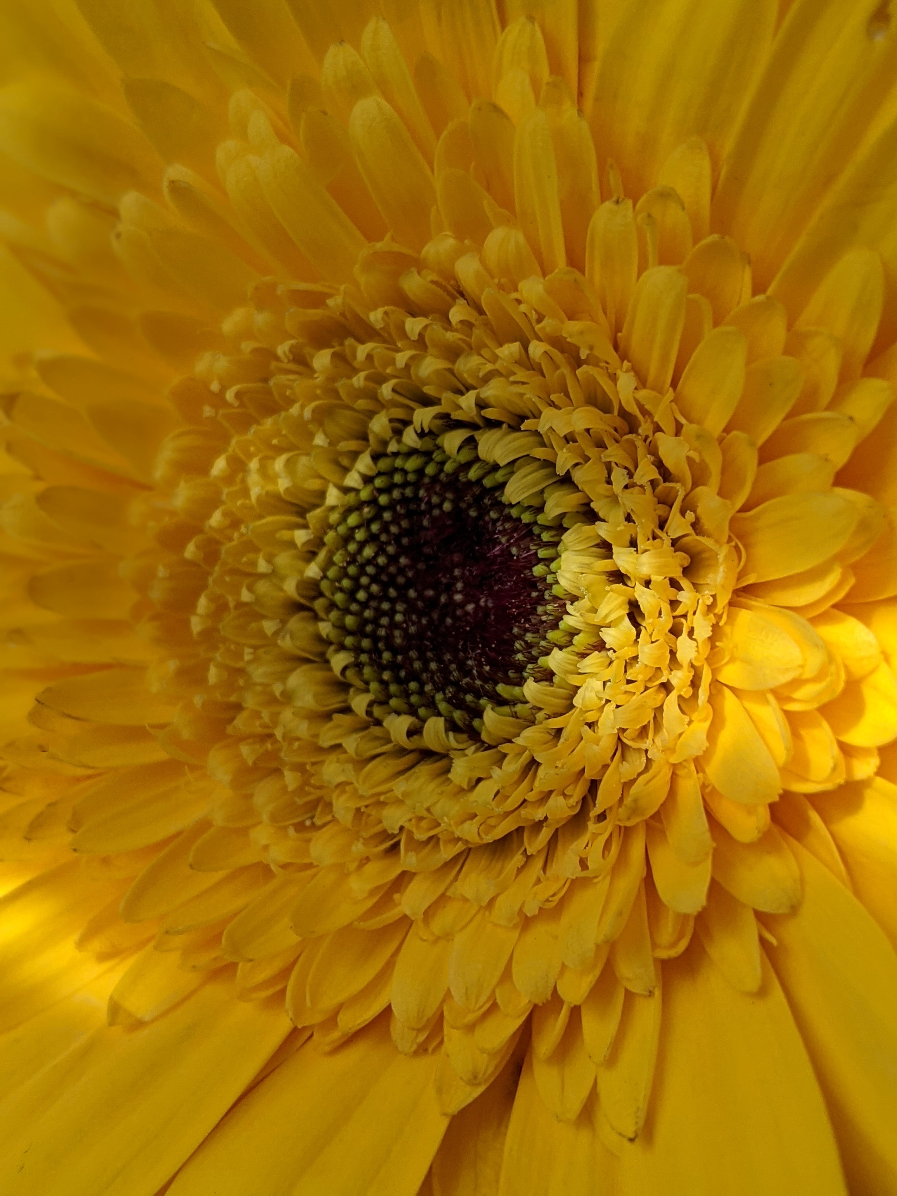 Laden Sie das Gerbera, Makro, Blütenblätter, Blume-Bild kostenlos auf Ihren PC-Desktop herunter