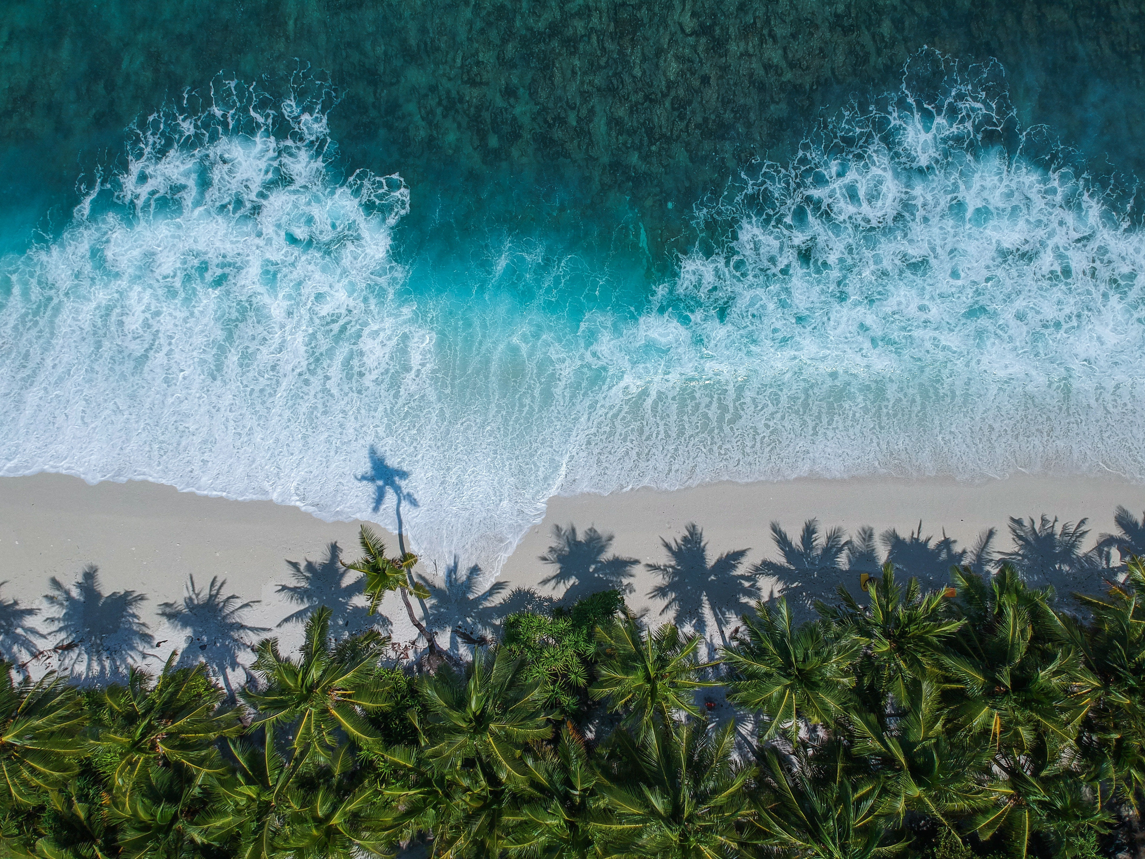 ocean, view from above, nature, palms, foam, surf, wave