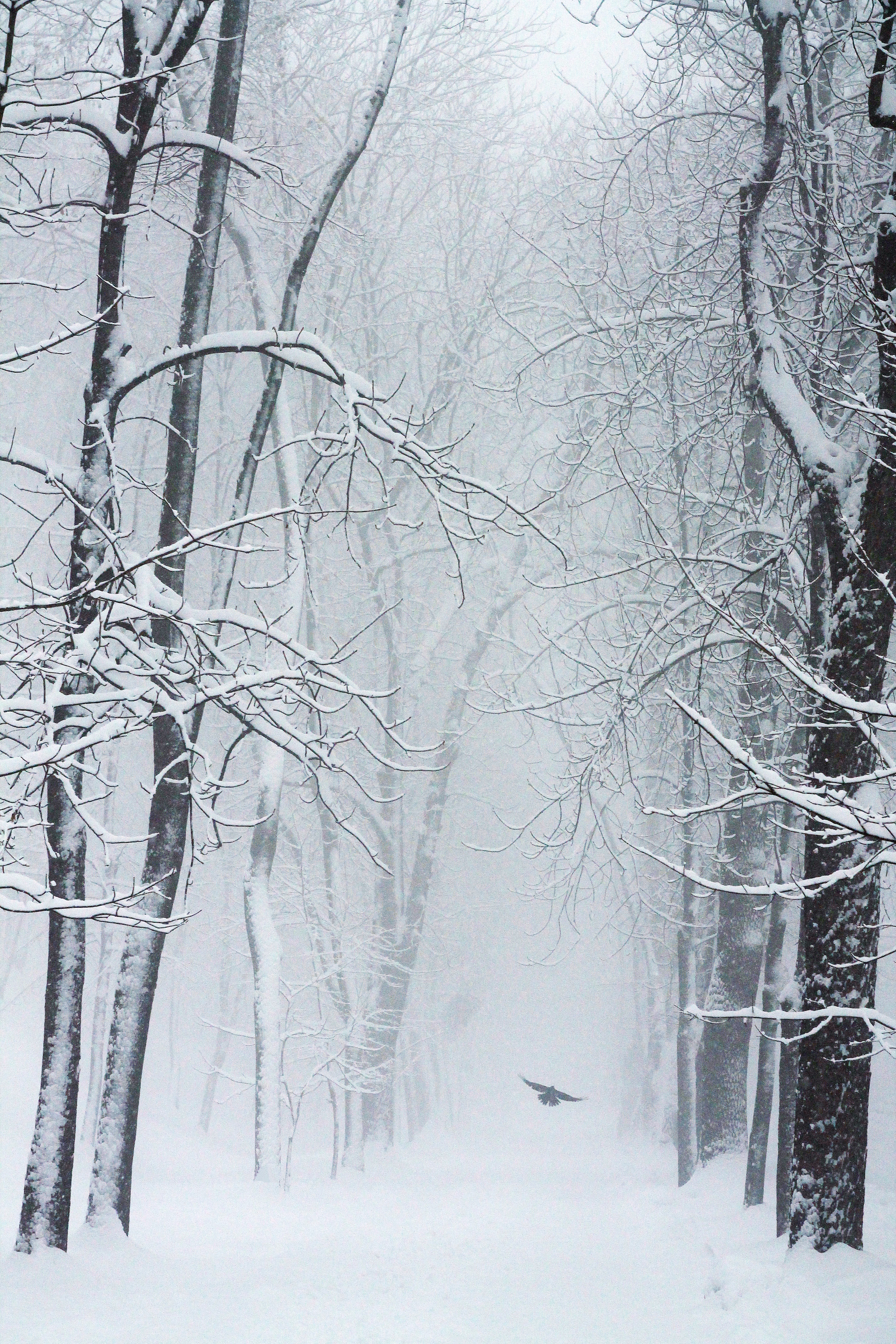 snowstorm, winter, nature, trees, snow, bird 32K
