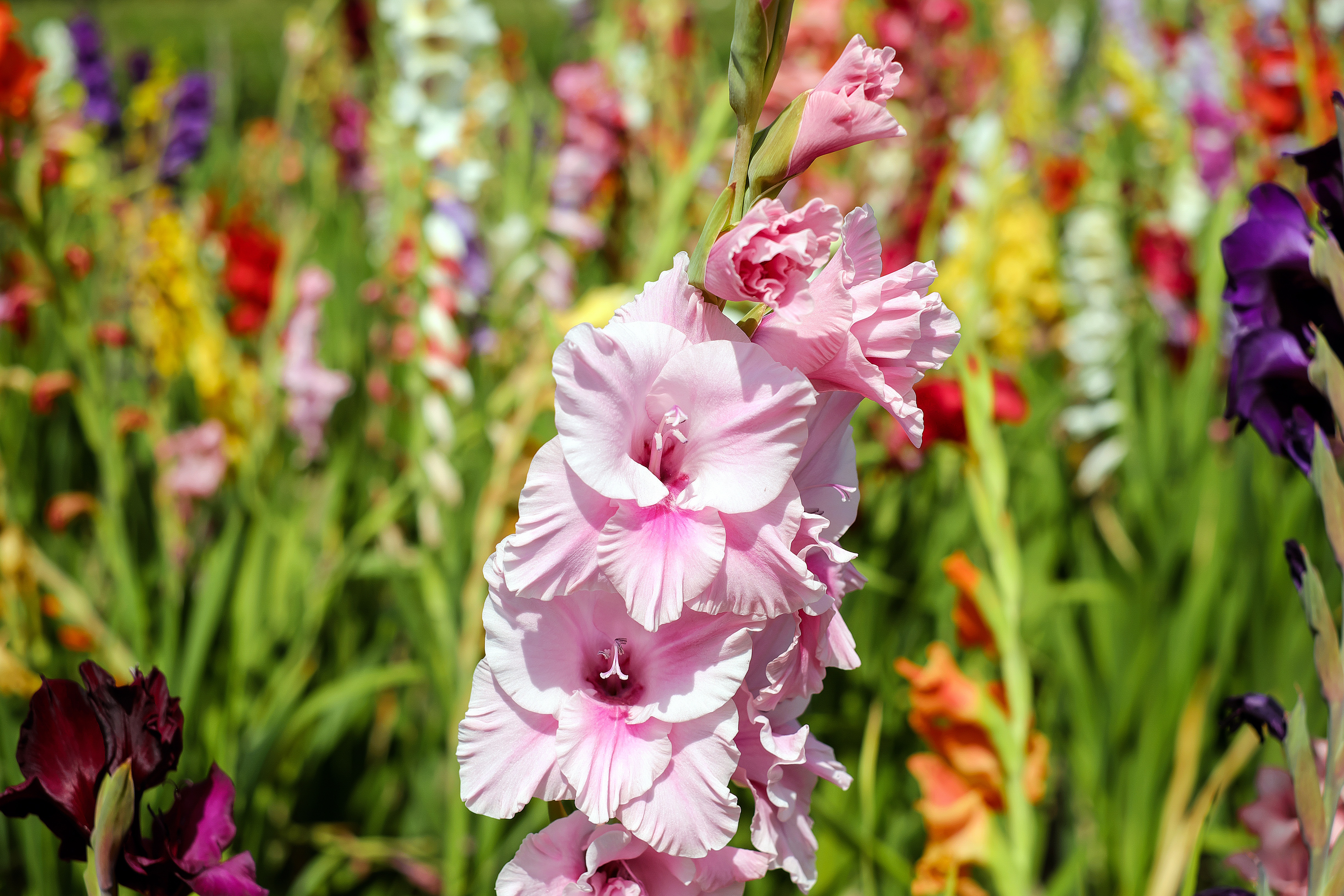 gladiolus, earth, flower, nature, pink flower, flowers