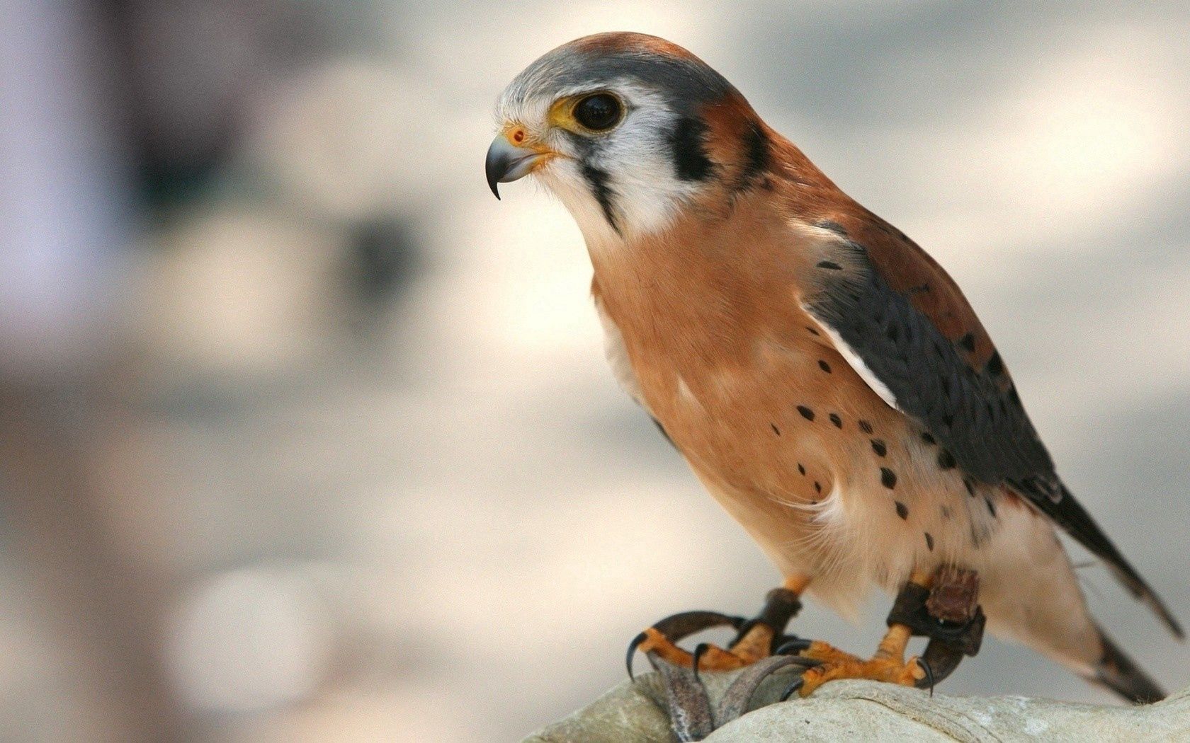 falcon, animals, background, bird