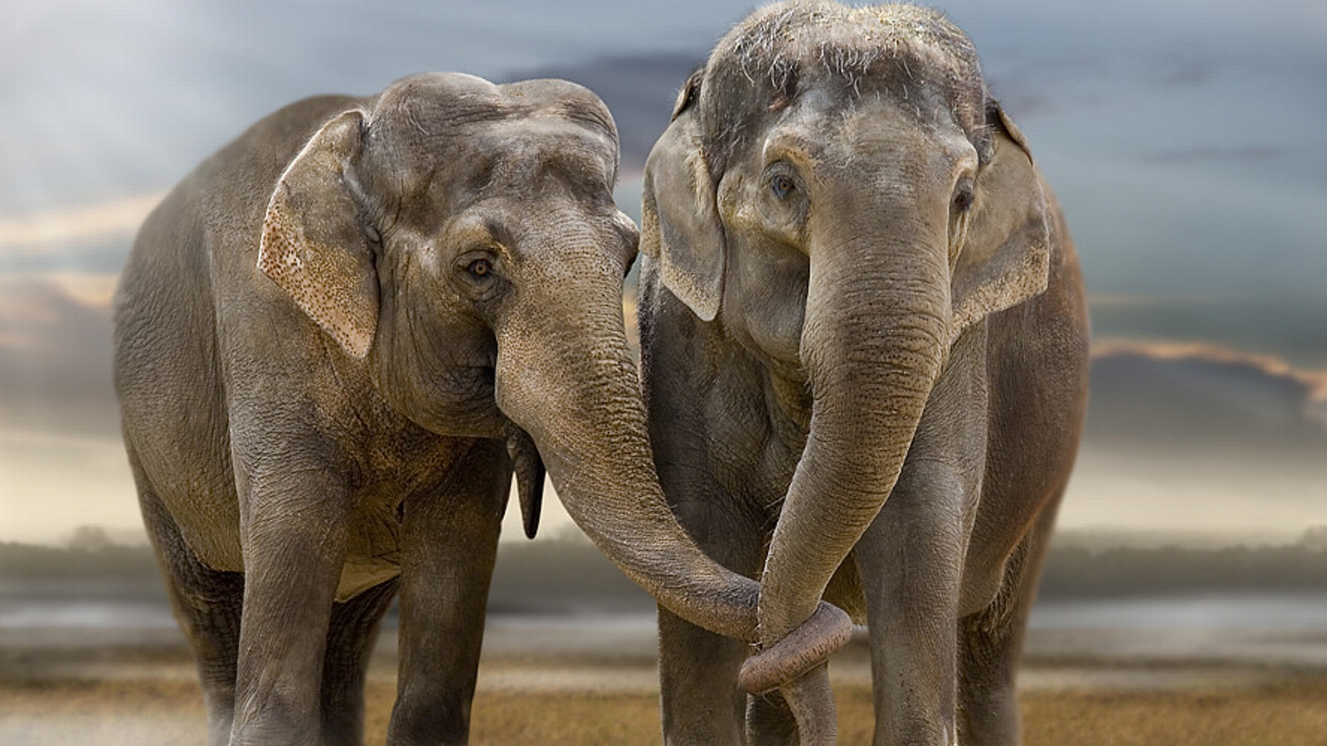 199656 descargar fondo de pantalla elefantes, animales, elefante asiático: protectores de pantalla e imágenes gratis