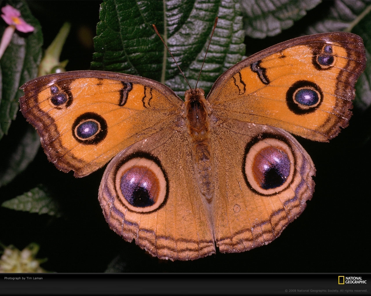 Descarga gratuita de fondo de pantalla para móvil de Insectos, Mariposas.