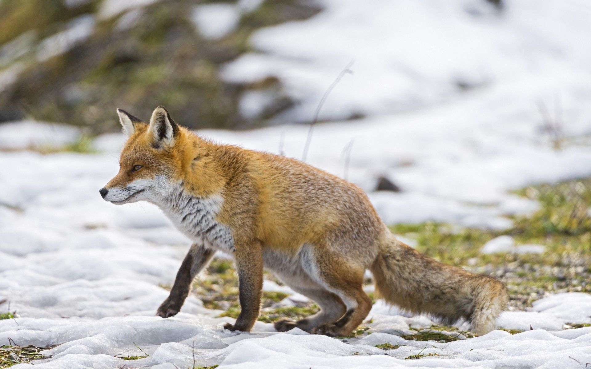 animals, snow, fox, stroll, hunting, hunt HD wallpaper