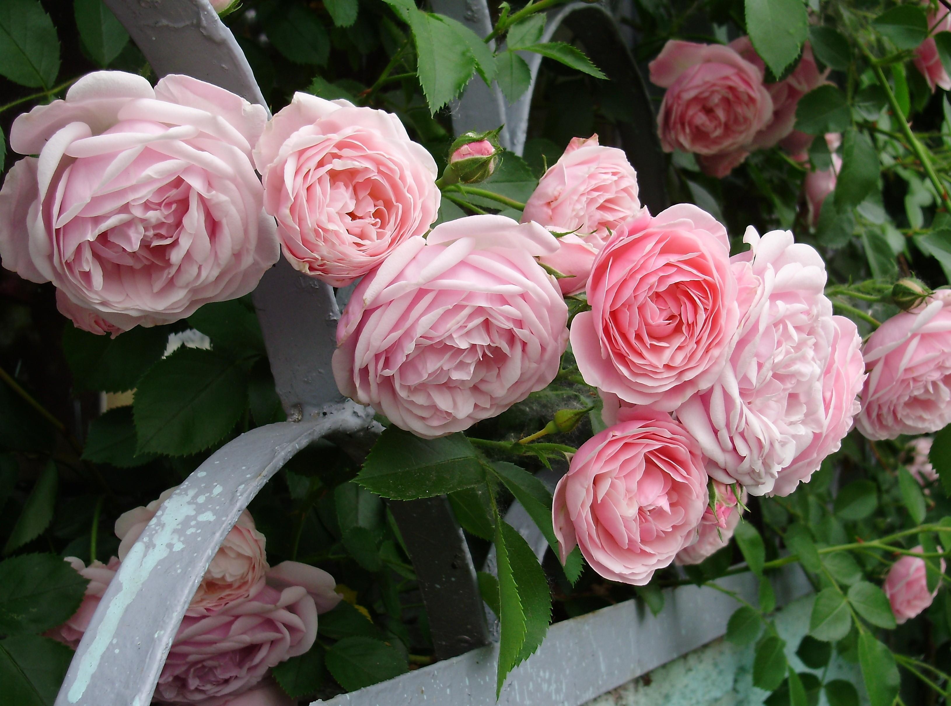 Free download wallpaper Roses, Bush, Fencing, Flowers, Enclosure, Garden on your PC desktop