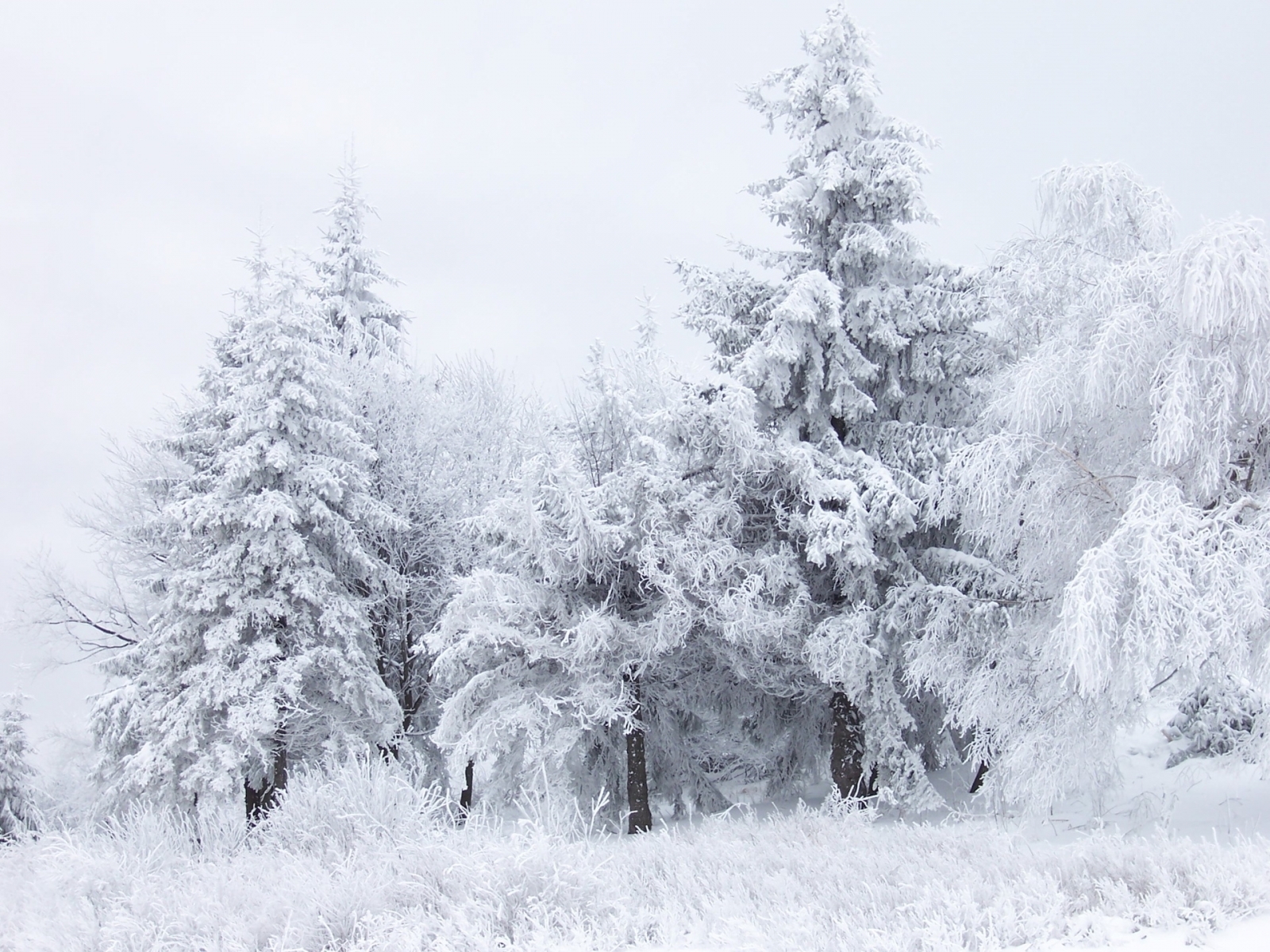 無料モバイル壁紙風景, モミの木, 冬, 木をダウンロードします。