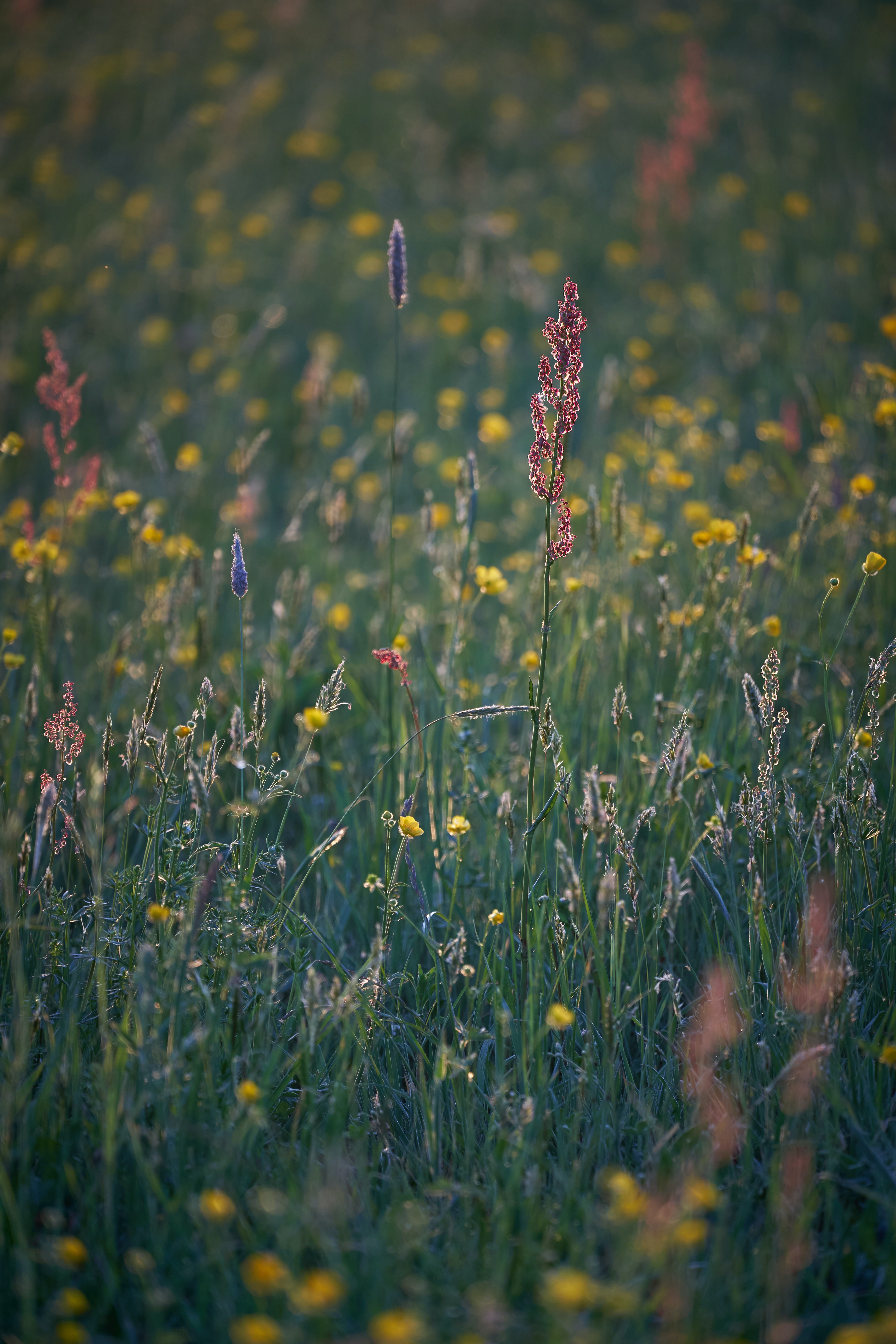 Download mobile wallpaper Field, Grass, Nature, Summer, Plants for free.