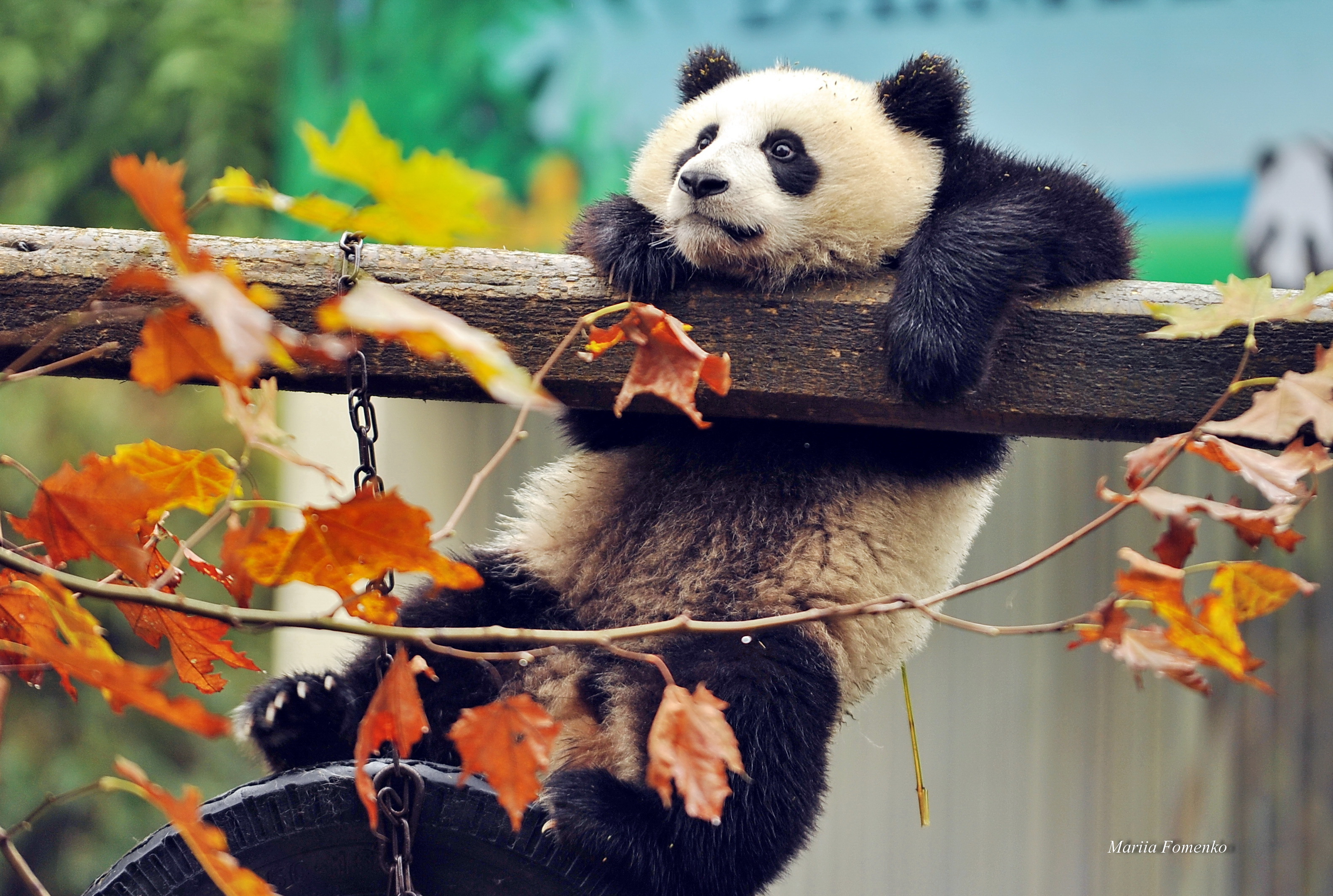 panda, animals, tree, wood, bear, branch iphone wallpaper