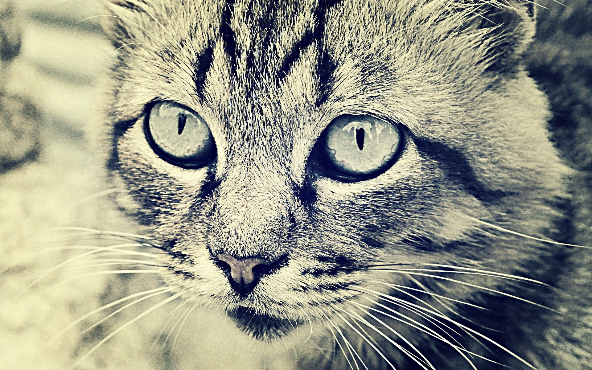 Download mobile wallpaper Chb, Muzzle, Animals, Bw, Cat, Eyes for free.
