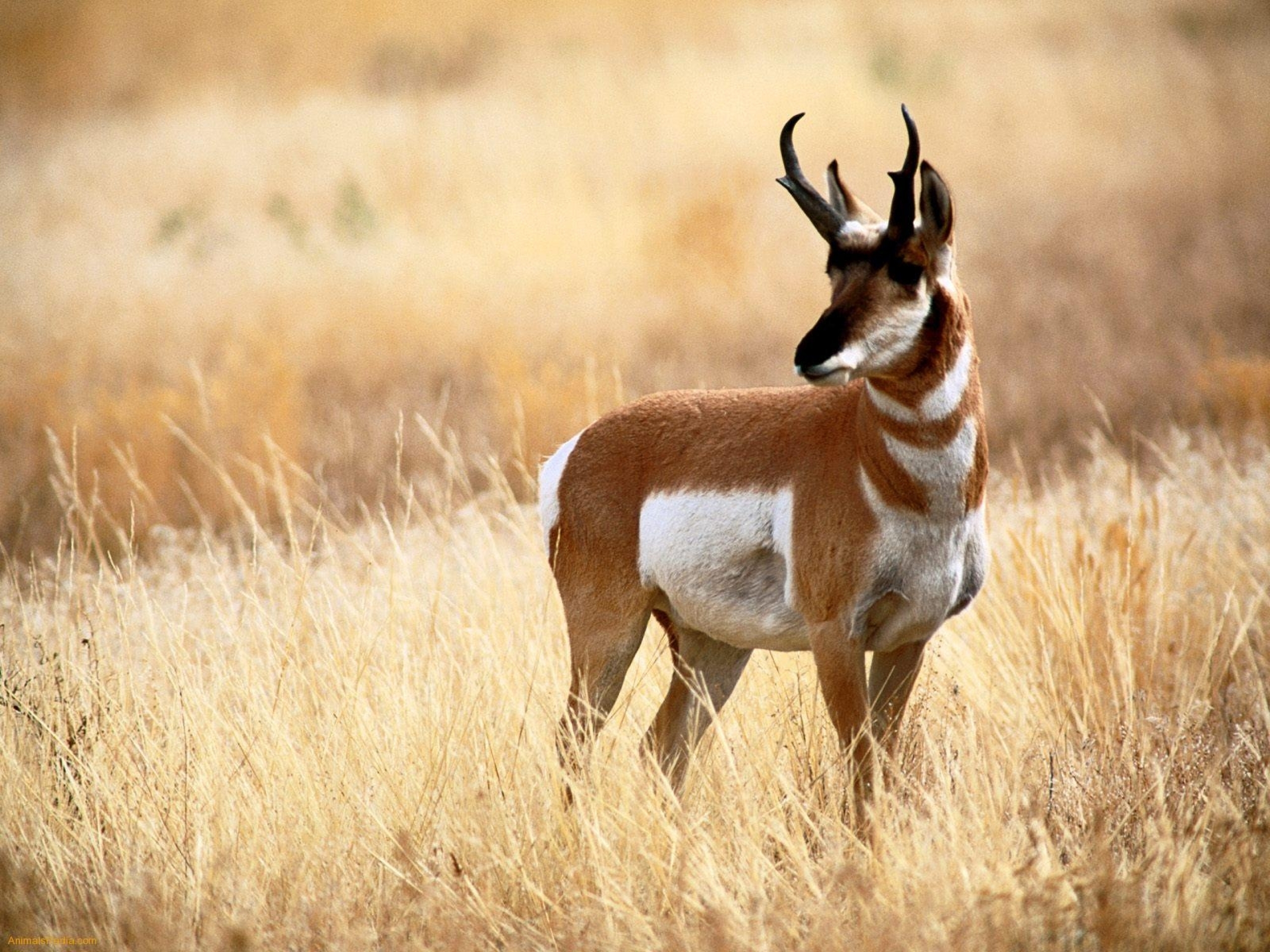 pronghorn, animal, antelope