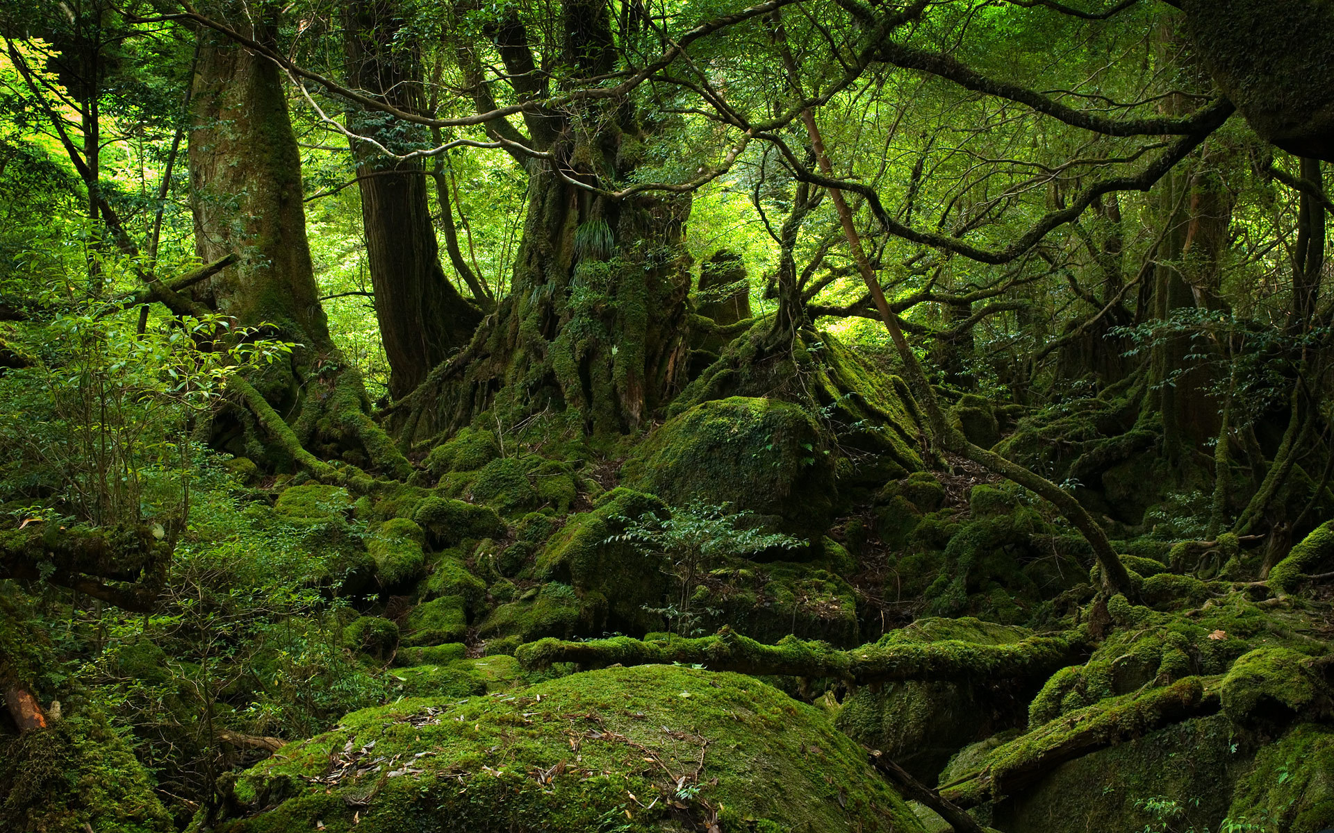 Мховый лес Япония