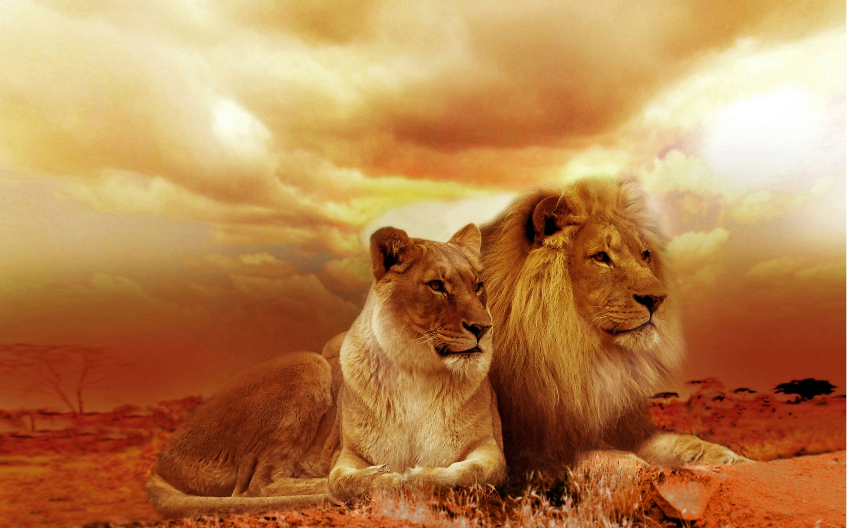 лучшие картинки со львами