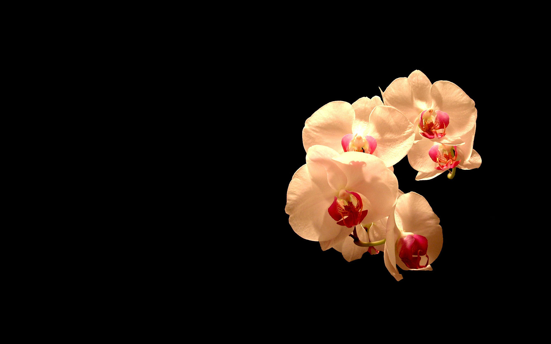 175717 télécharger l'image orchidée, terre/nature, fleur, fleurs - fonds d'écran et économiseurs d'écran gratuits