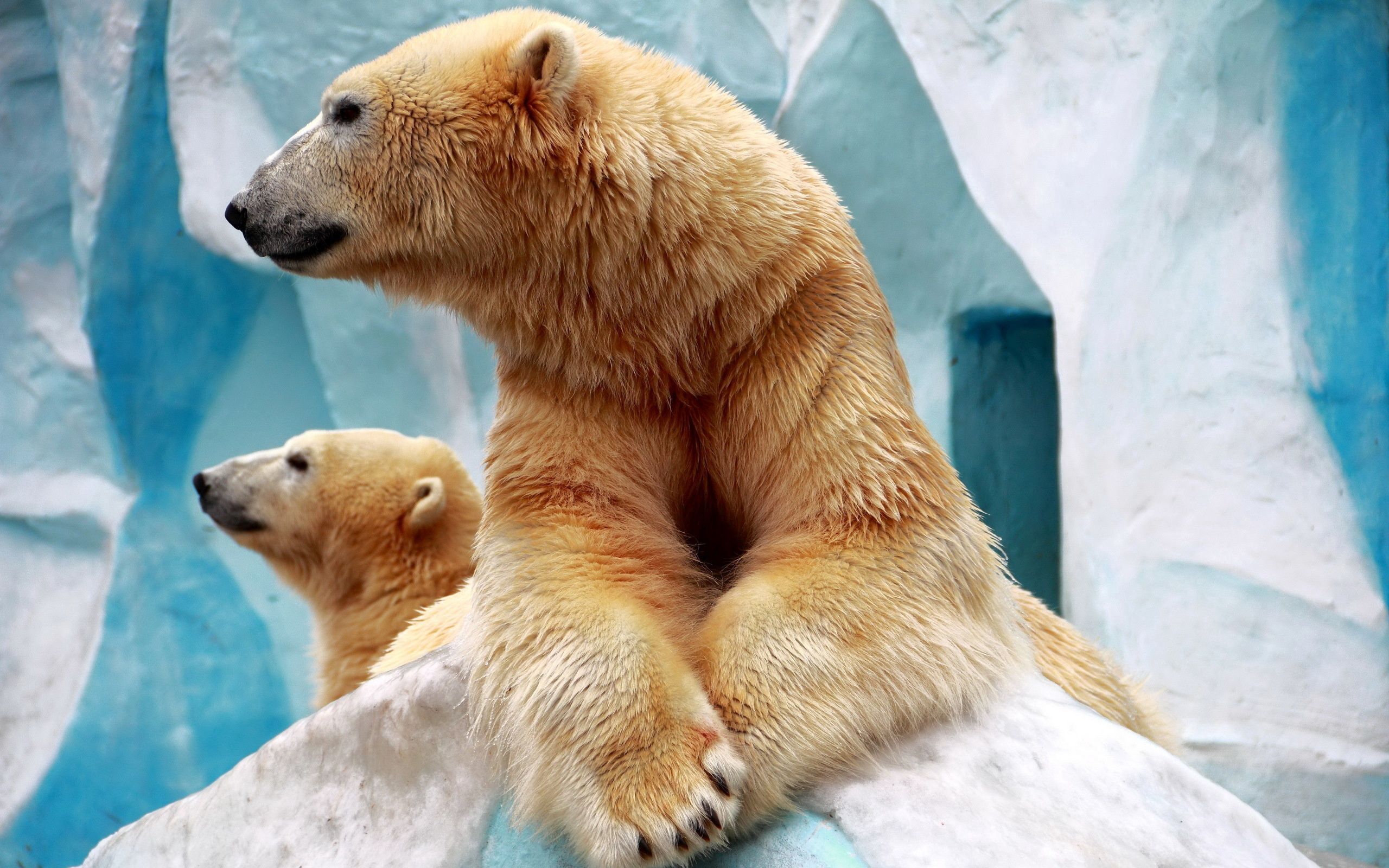 polar bears, animals, ice, couple, pair, white bears