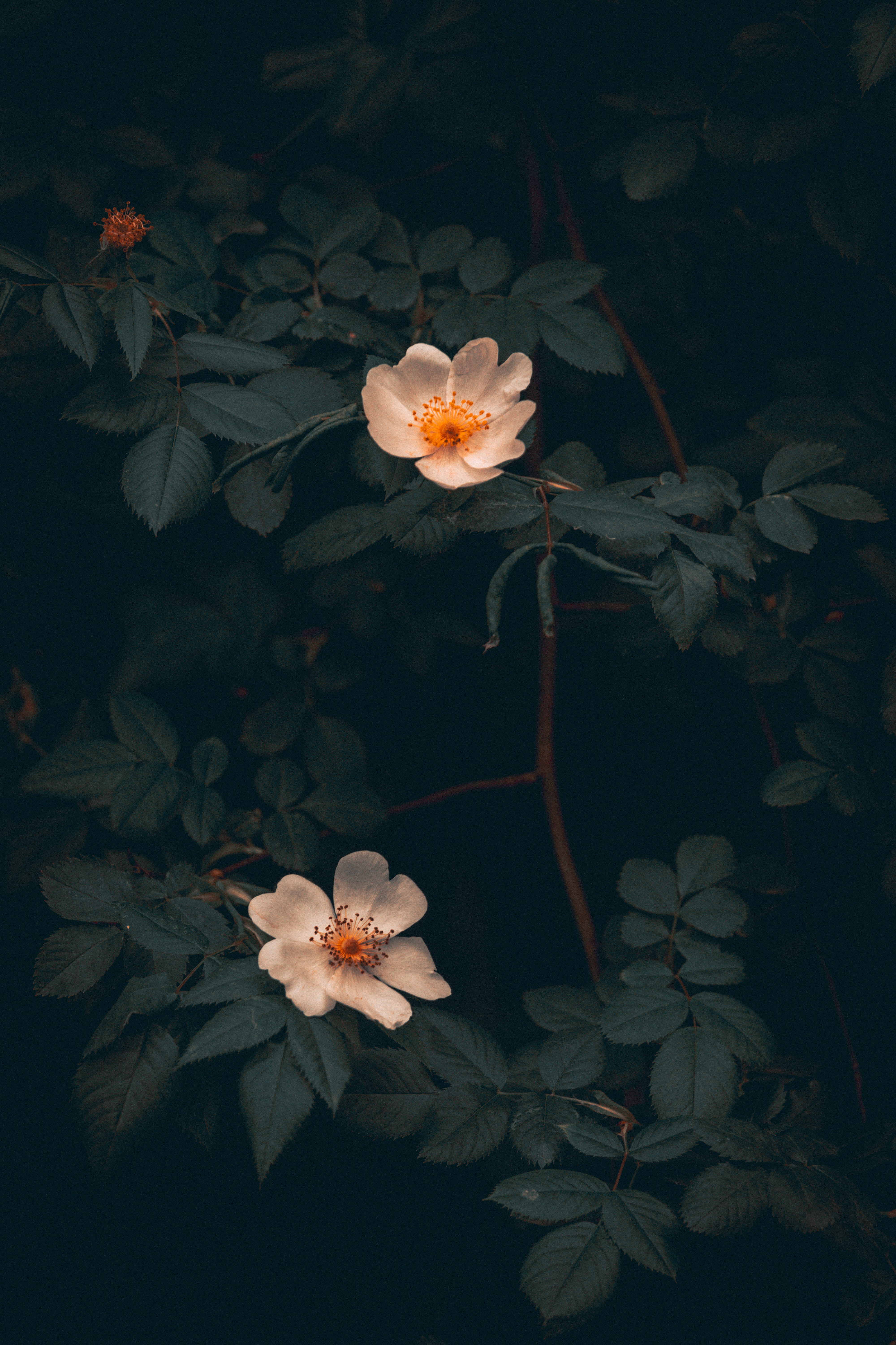94623 descargar fondo de pantalla flores, hojas, arbusto, rosa salvaje: protectores de pantalla e imágenes gratis