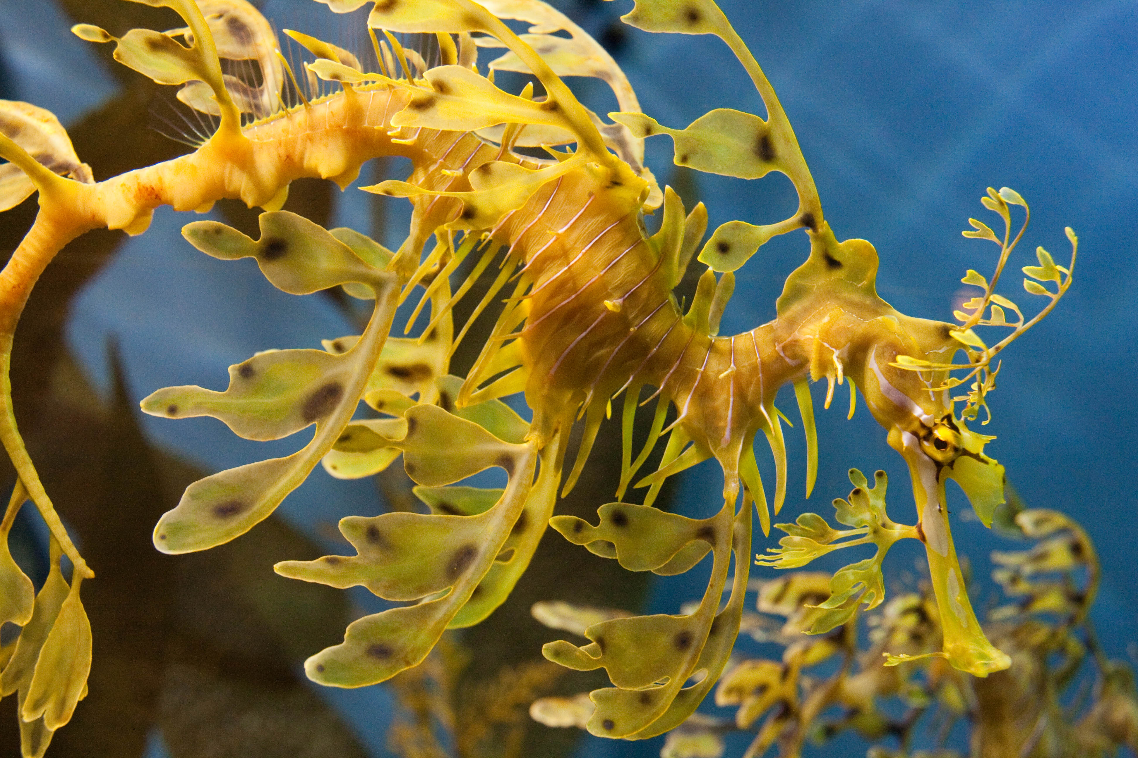 animal, leafy seadragon, seahorse mobile wallpaper