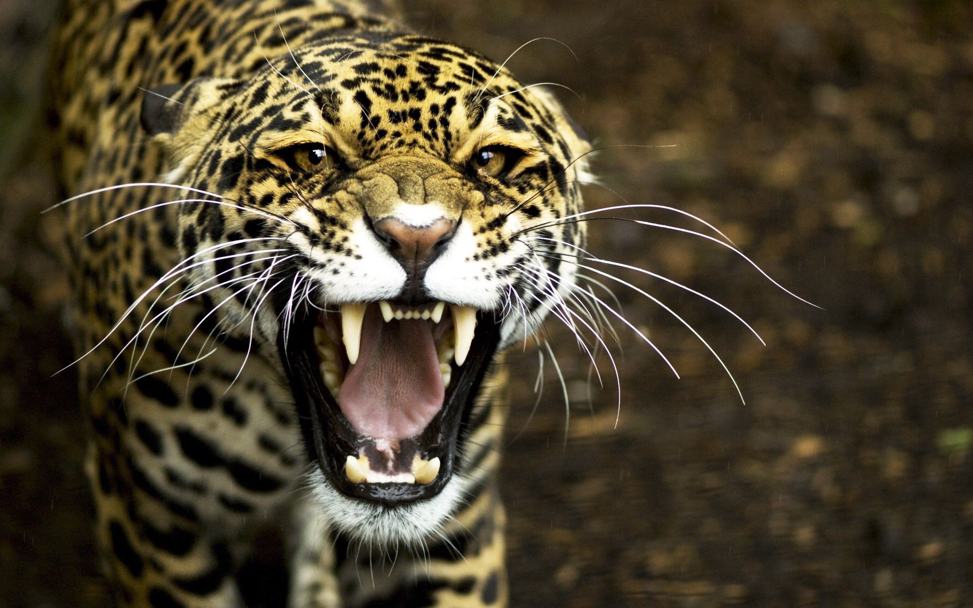 muzzle, animals, jaguar, aggression, grin download HD wallpaper