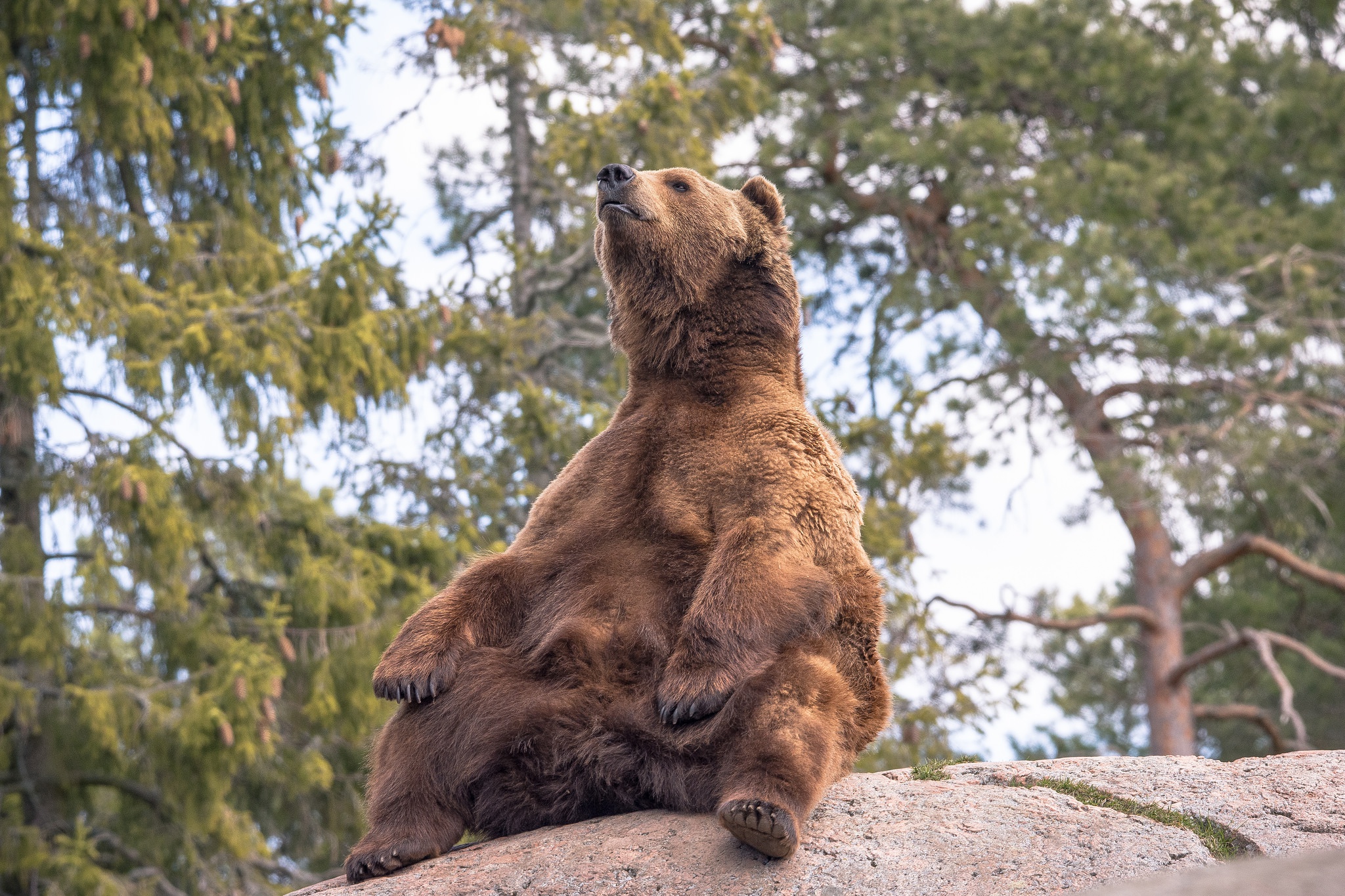 Сидячий бурый медведь