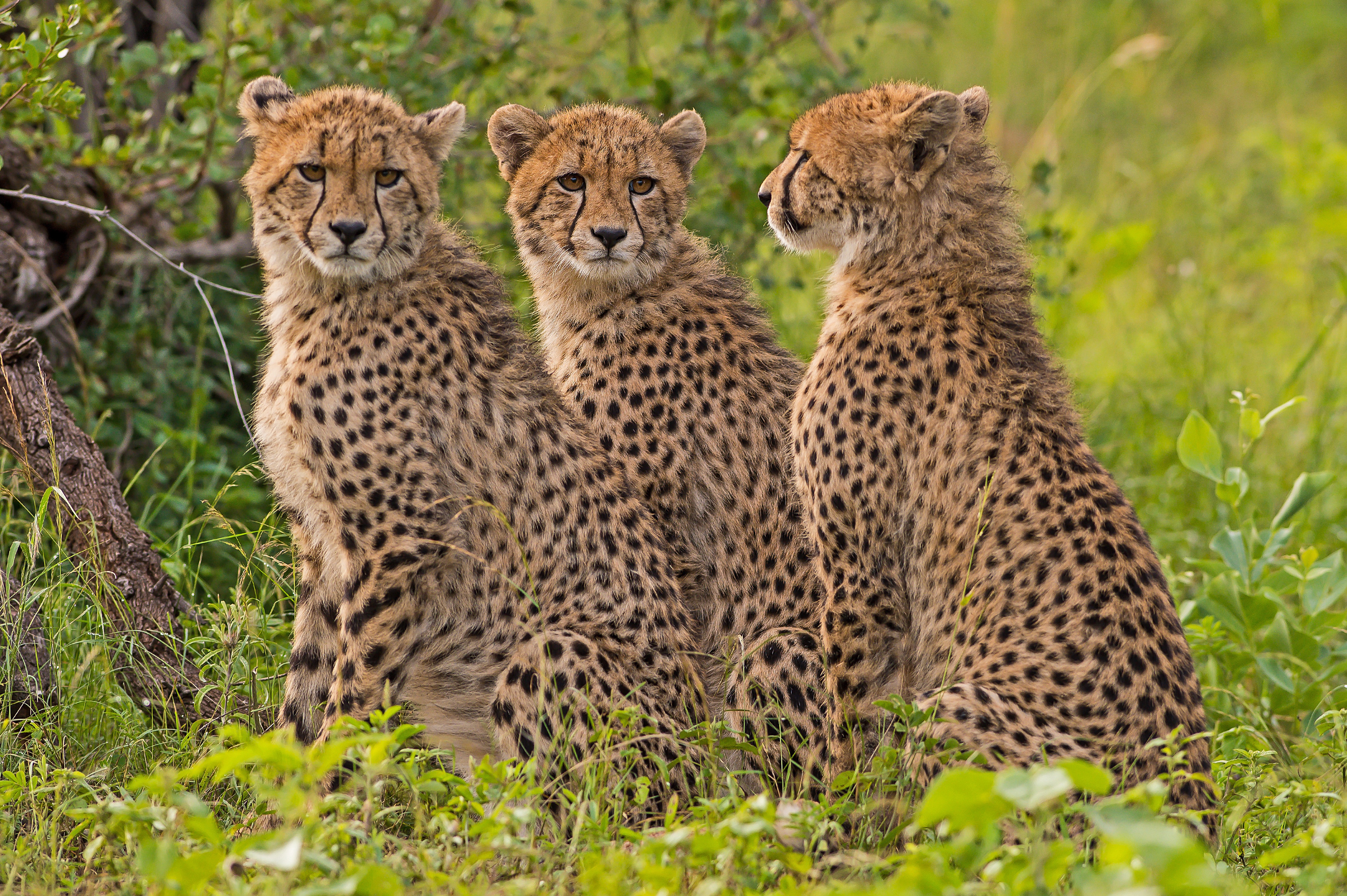 Дикие животные гепарды. Семейство кошачьих гепард. Гепарды в дикой природе. Гепард в природе. Гепард фото.