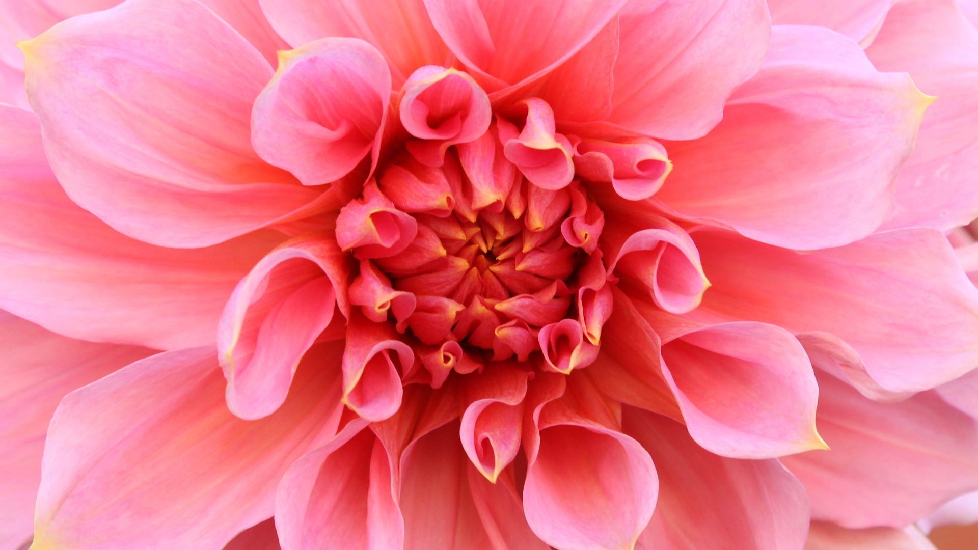 無料モバイル壁紙フラワーズ, 花, 閉じる, 地球, ダリア, ピンクの花をダウンロードします。
