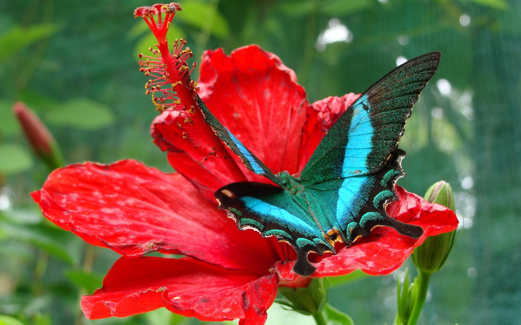 Тропическая бабочка на цветке