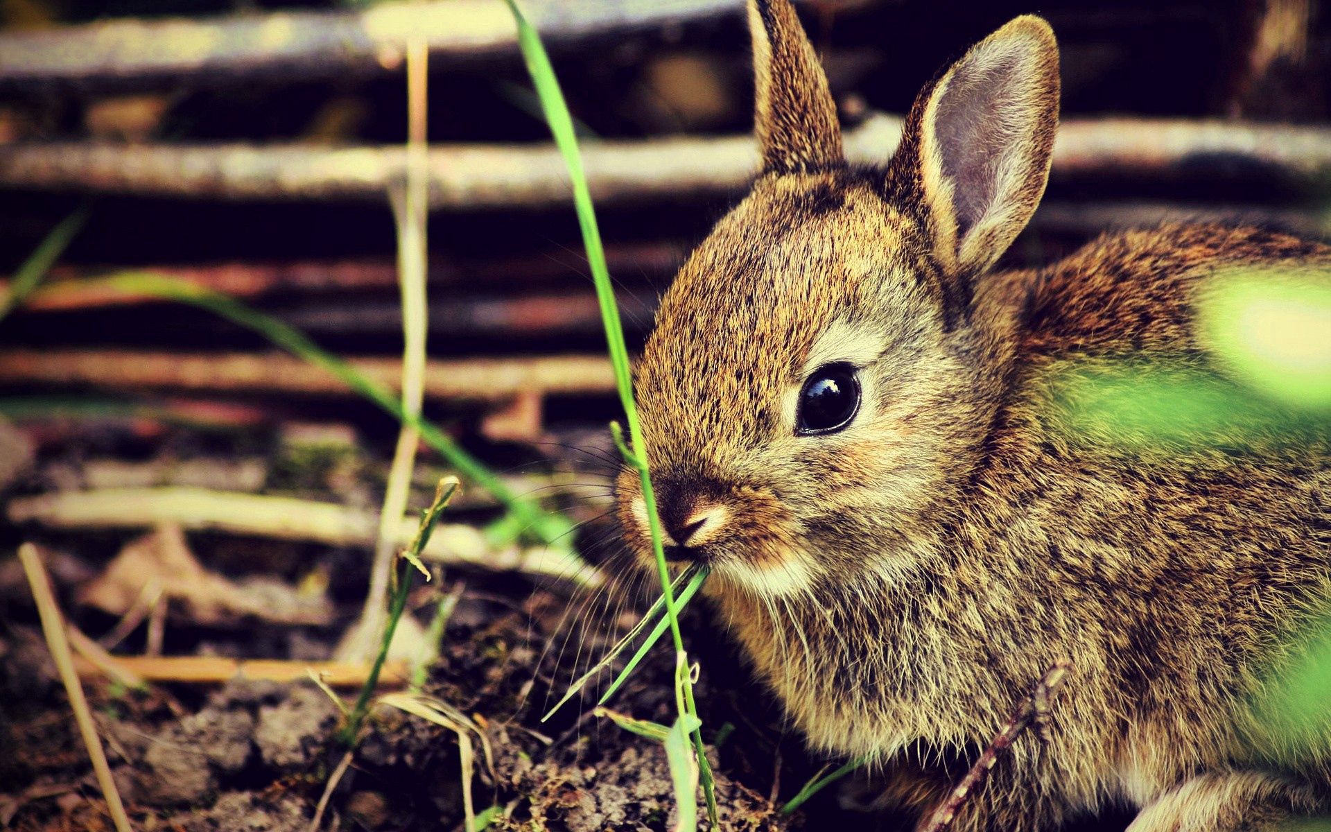 Laden Sie das Grass, Schreck, Tiere, Hase, Kaninchen-Bild kostenlos auf Ihren PC-Desktop herunter