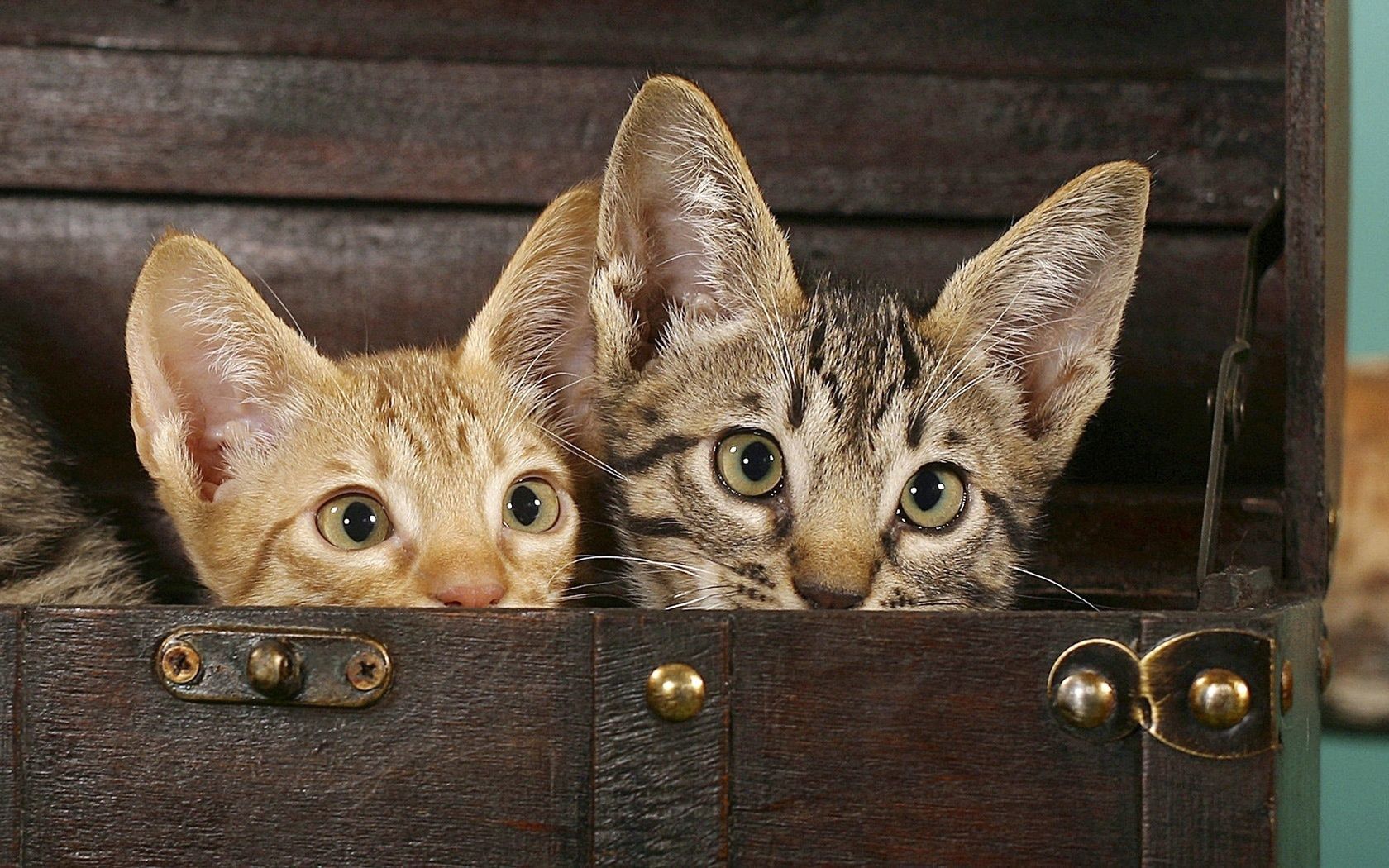 Download mobile wallpaper Eared, Chest, Animals, Pair, Couple, Cats for free.