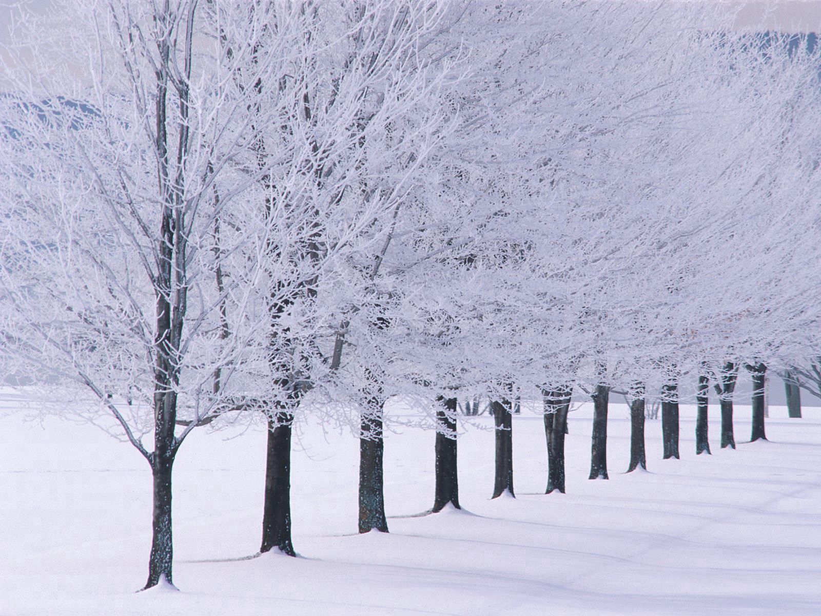 149256 Hintergrundbild herunterladen winter, natur, bäume, frost, rauhreif, reihe, zeile - Bildschirmschoner und Bilder kostenlos