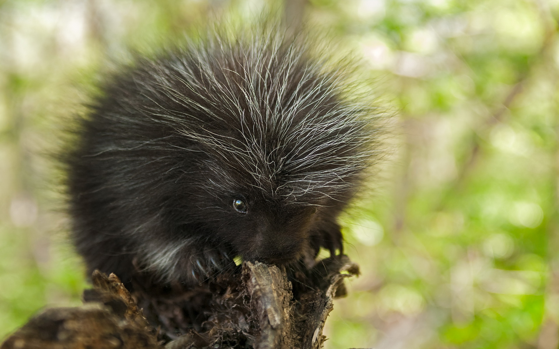  Porcupine HD Android Wallpapers