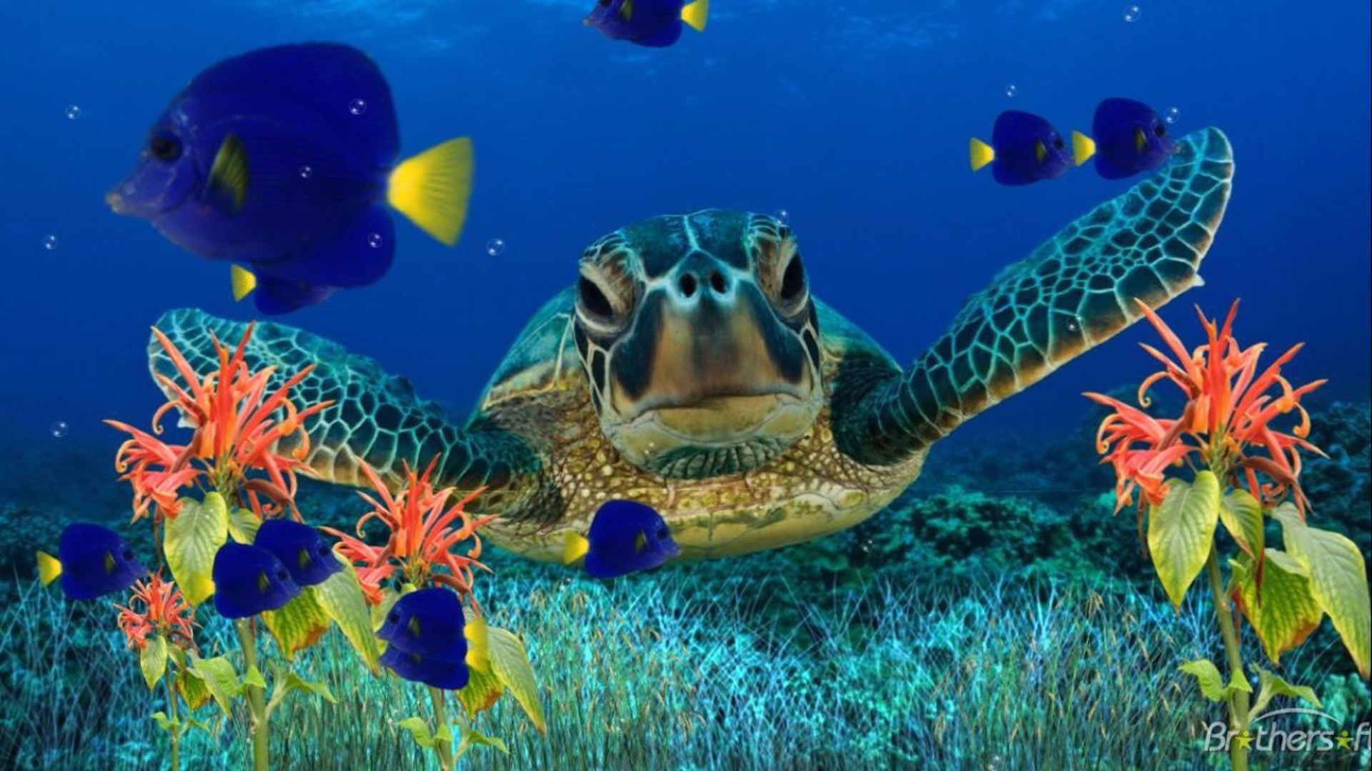sea turtle, animal, fish, ocean, plant, sea, underwater Desktop home screen Wallpaper