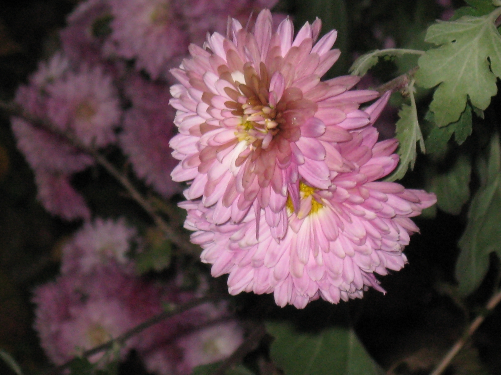 Descarga gratuita de fondo de pantalla para móvil de Flores, Crisantemo, Plantas.