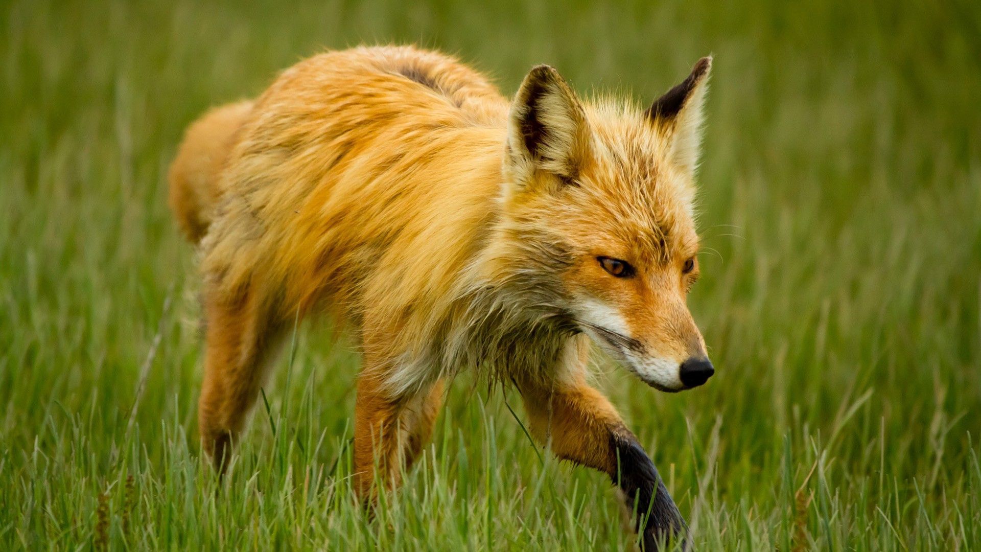 Download mobile wallpaper Grass, Stroll, Animals, Fox for free.