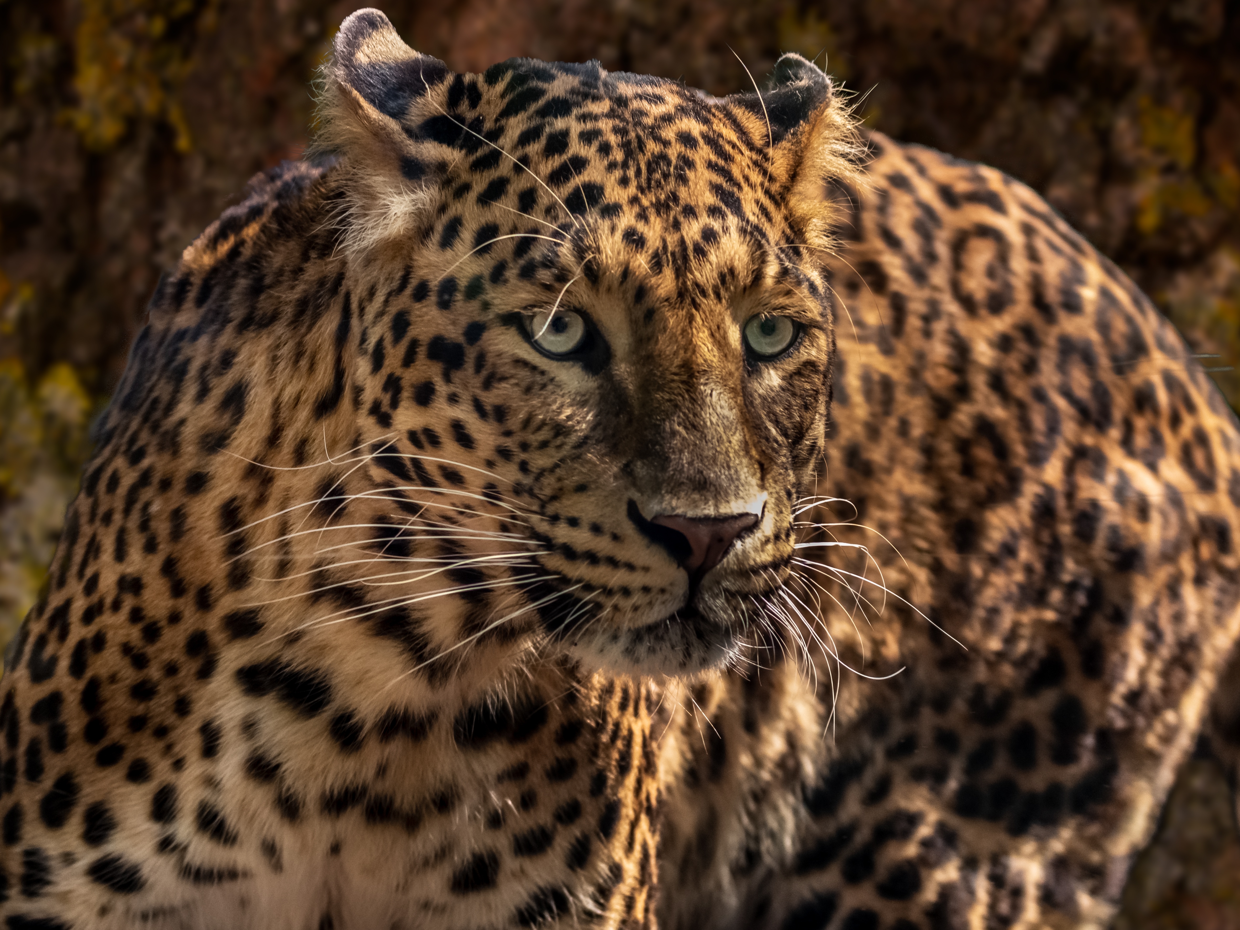 141369 baixar imagens animais, jaguar, focinho, fechar se, close up, predator, predador, gato grande, selvagem - papéis de parede e protetores de tela gratuitamente