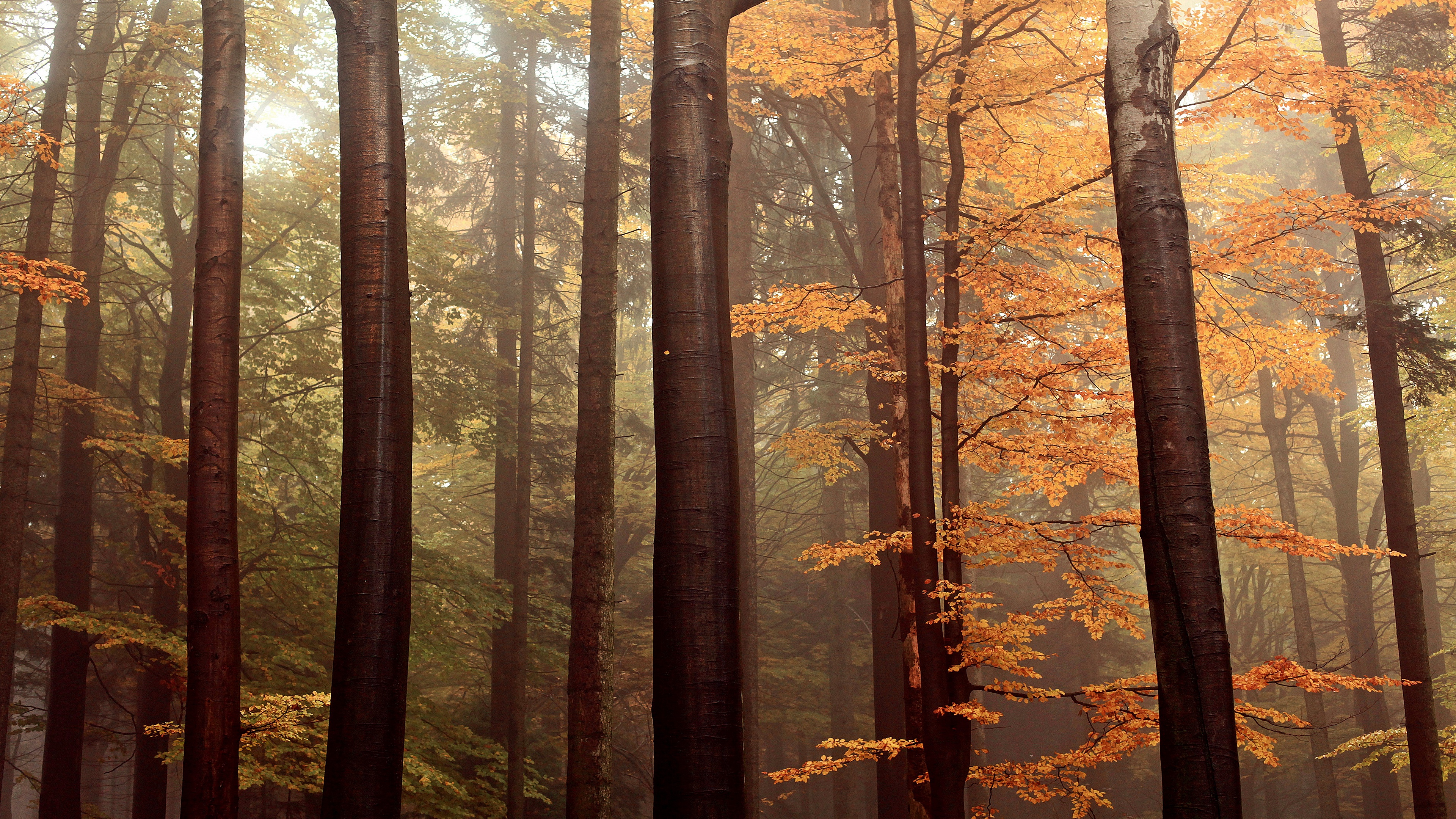 1001980 descargar fondo de pantalla tierra/naturaleza, otoño, bosque, árbol, tronco: protectores de pantalla e imágenes gratis