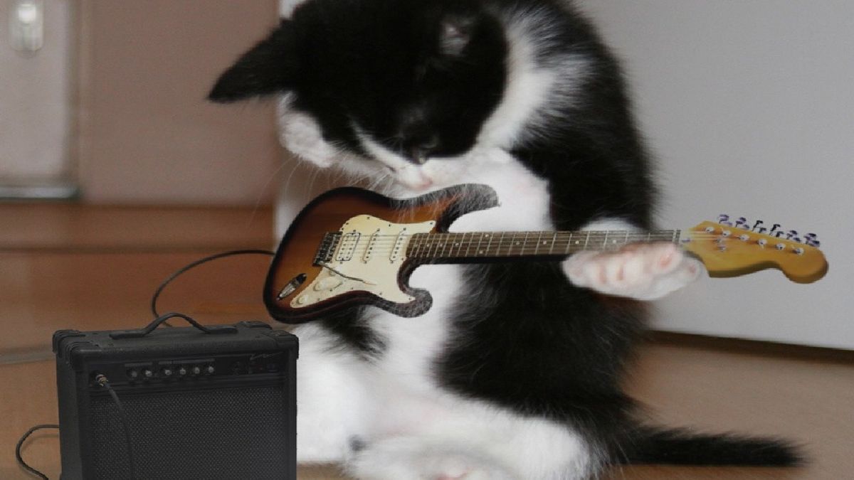 Включи кот петь. Кошка поет. Животные поют в микрофон. Рок музыканты с кошками. Кот и собака поют в микрофон.