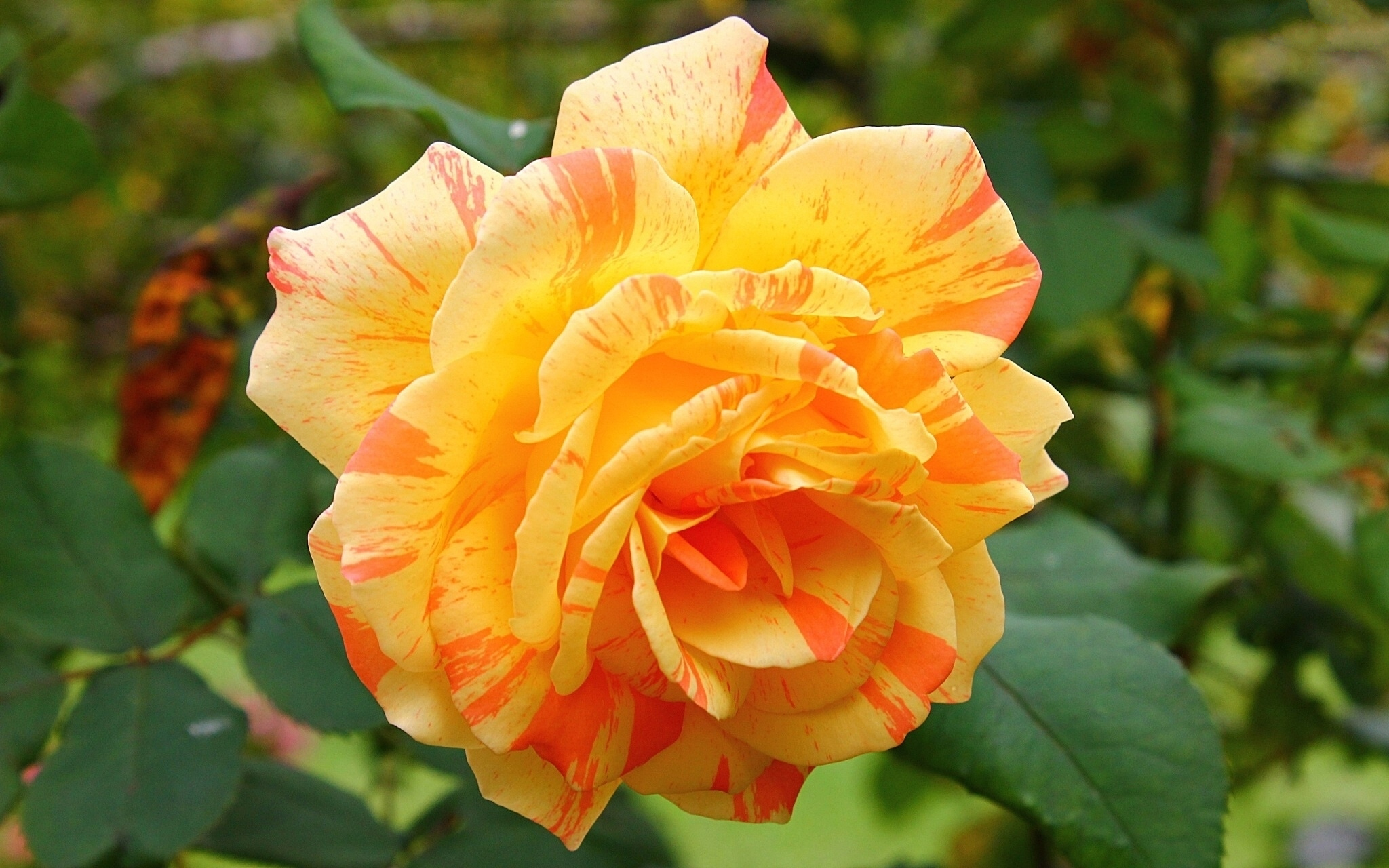 Роза майтос жёлто оранжевые