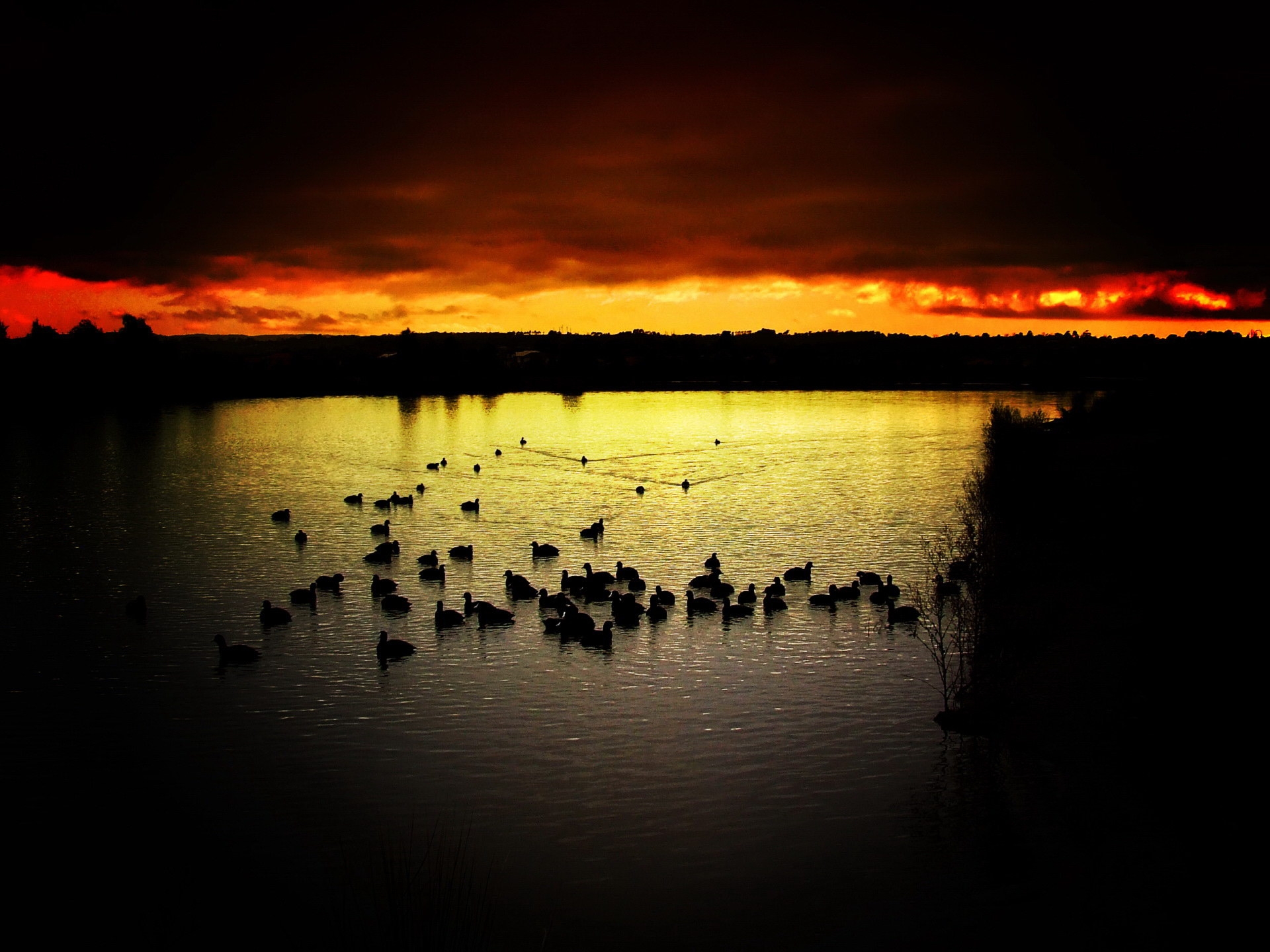 ducks, nature, sunset, sky, lake, evening