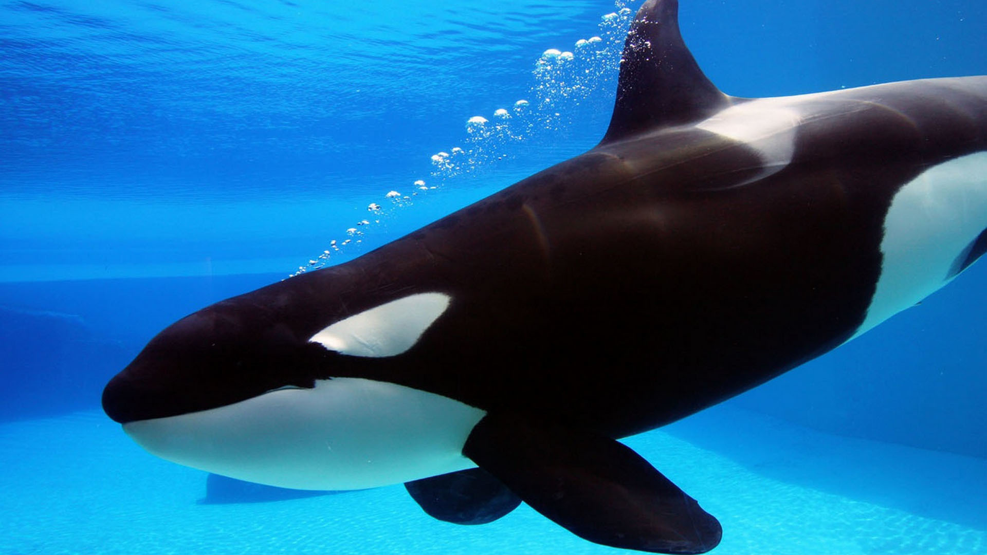 647039 baixar imagens animais, orca - papéis de parede e protetores de tela gratuitamente
