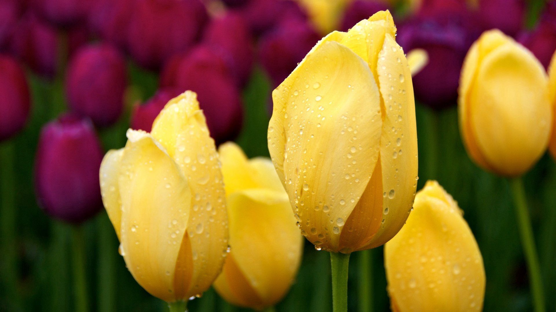 PC Wallpapers drops, greens, flowers, tulips, buds, different