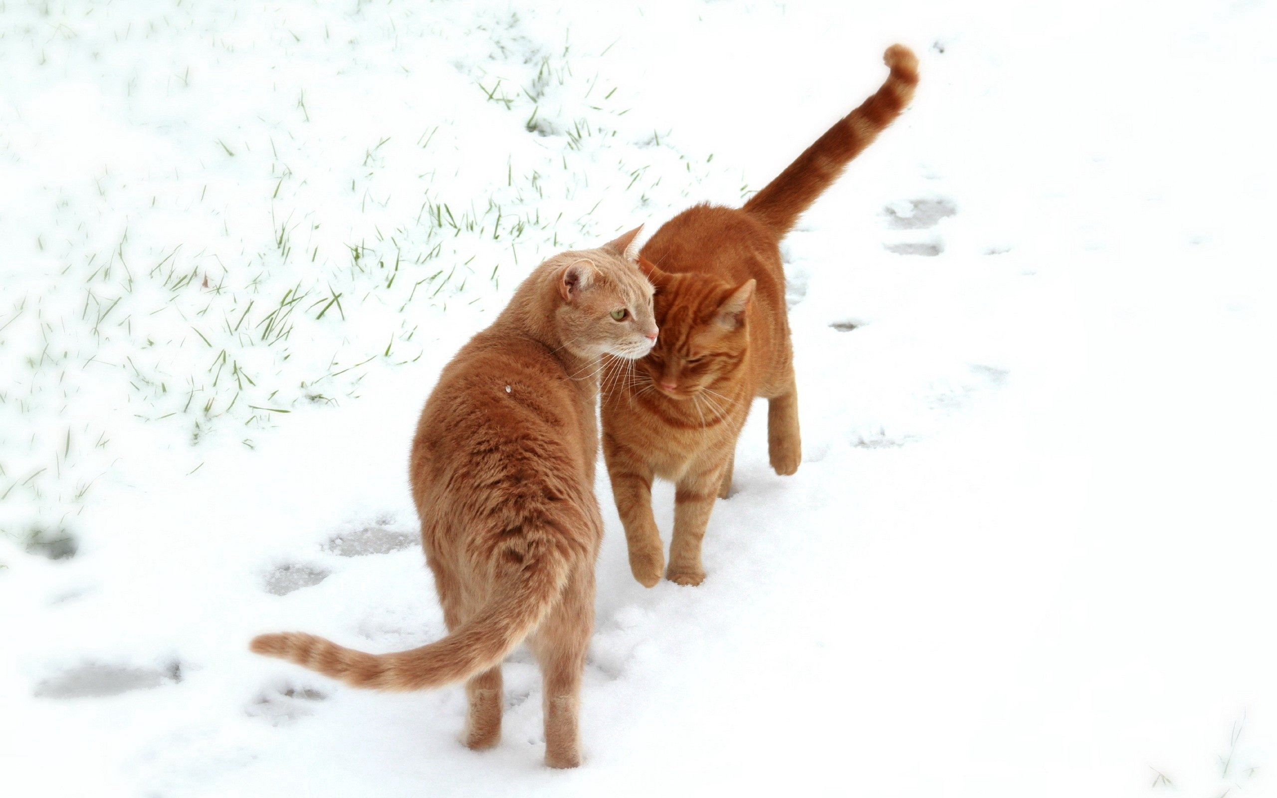 animals, cats, snow, couple, pair, traces 8K