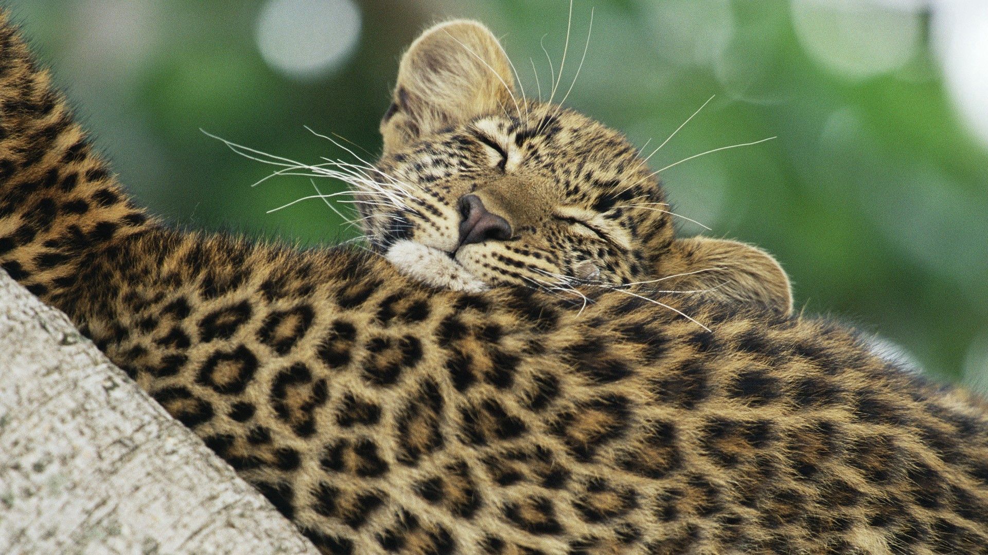 Download mobile wallpaper Young, Joey, Animals, Leopard, Care, Color for free.
