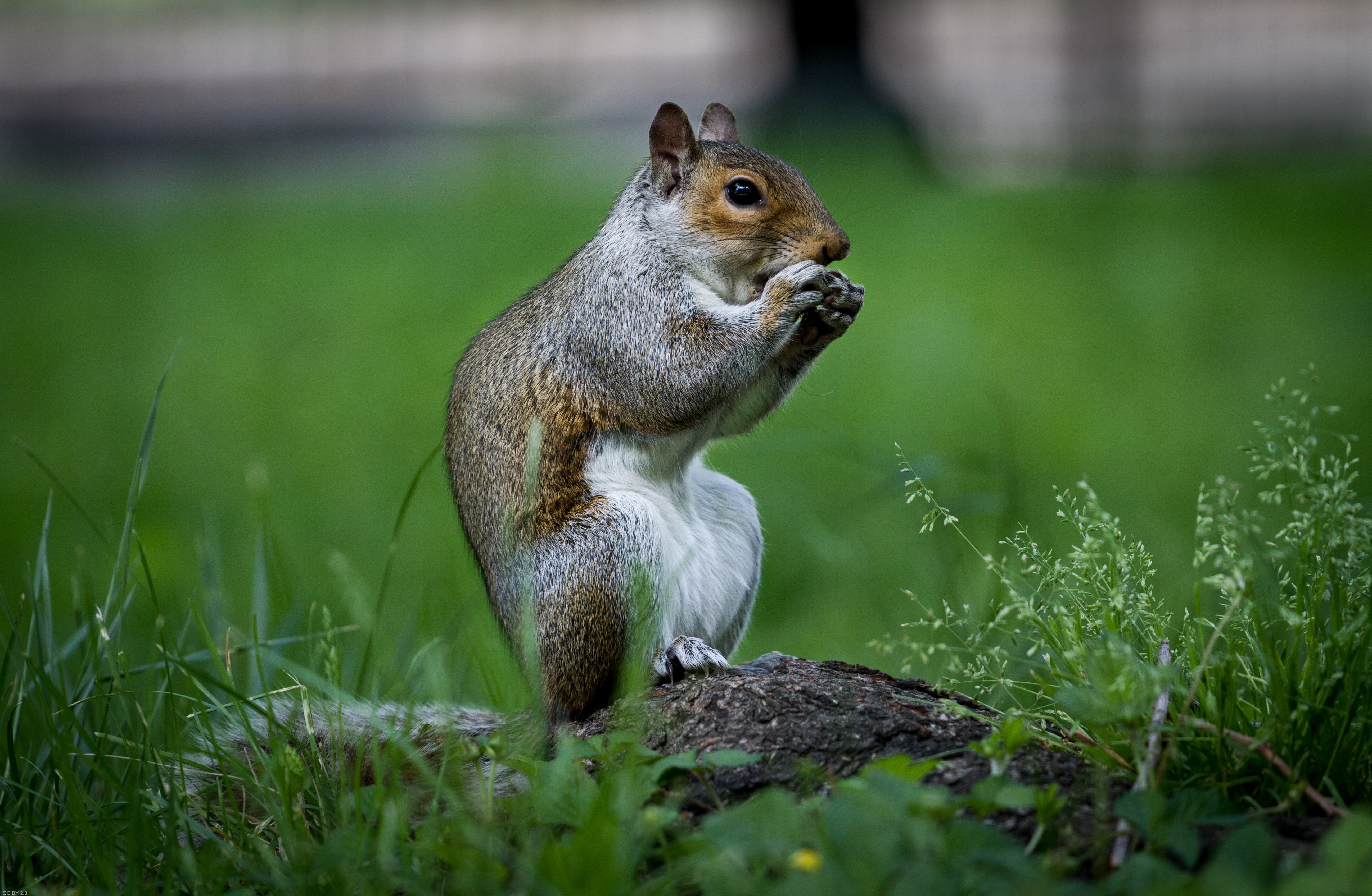 Download mobile wallpaper Grass, Sweetheart, Rodent, Nice, Animals, Beast, Squirrel for free.