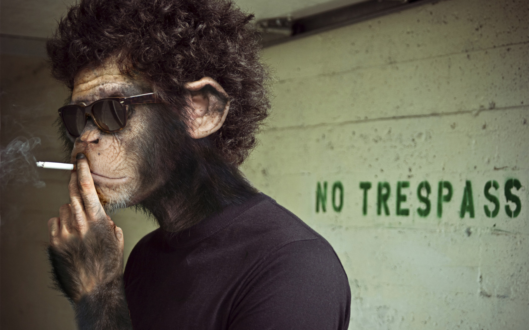免费下载动物, 人, 艺术照, 猴子手机壁纸。