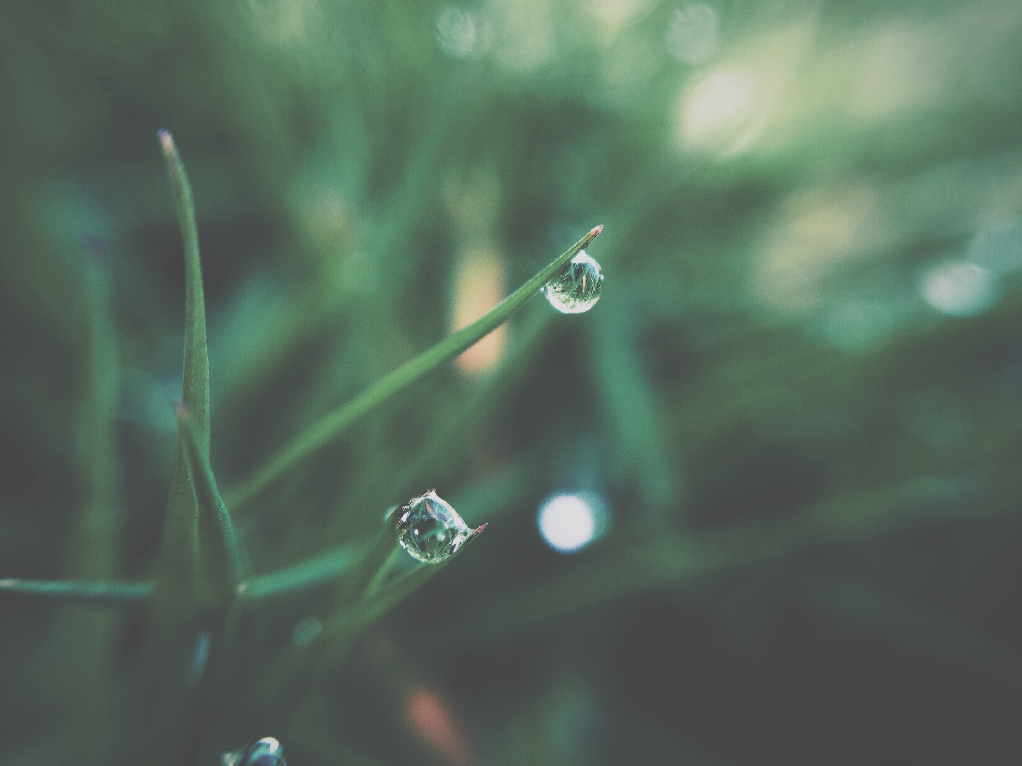 Download mobile wallpaper Grass, Macro, Dew, Drops, Smooth, Blur for free.