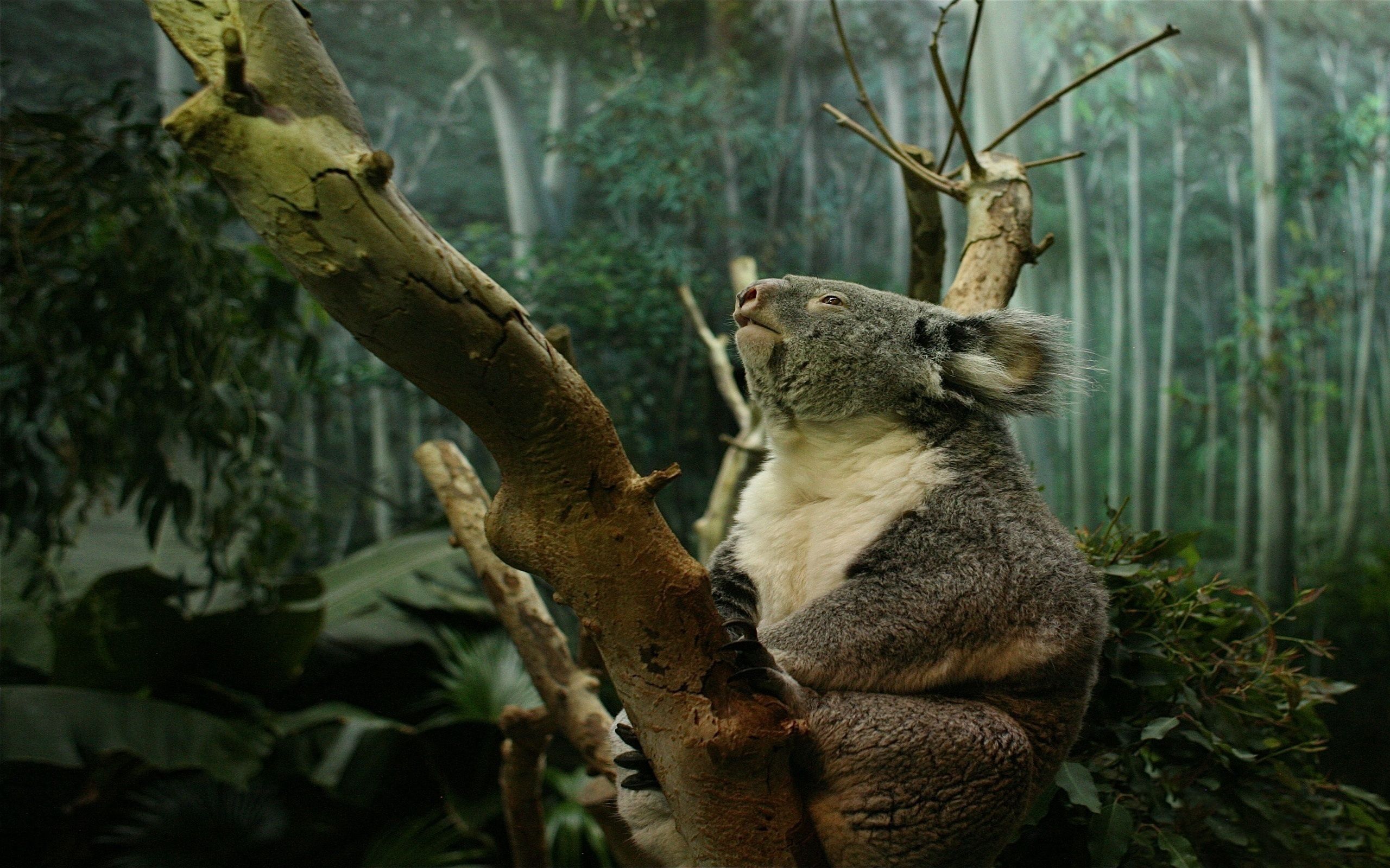 155811 descargar imagen animales, sentarse, rama, coala, koala: fondos de pantalla y protectores de pantalla gratis